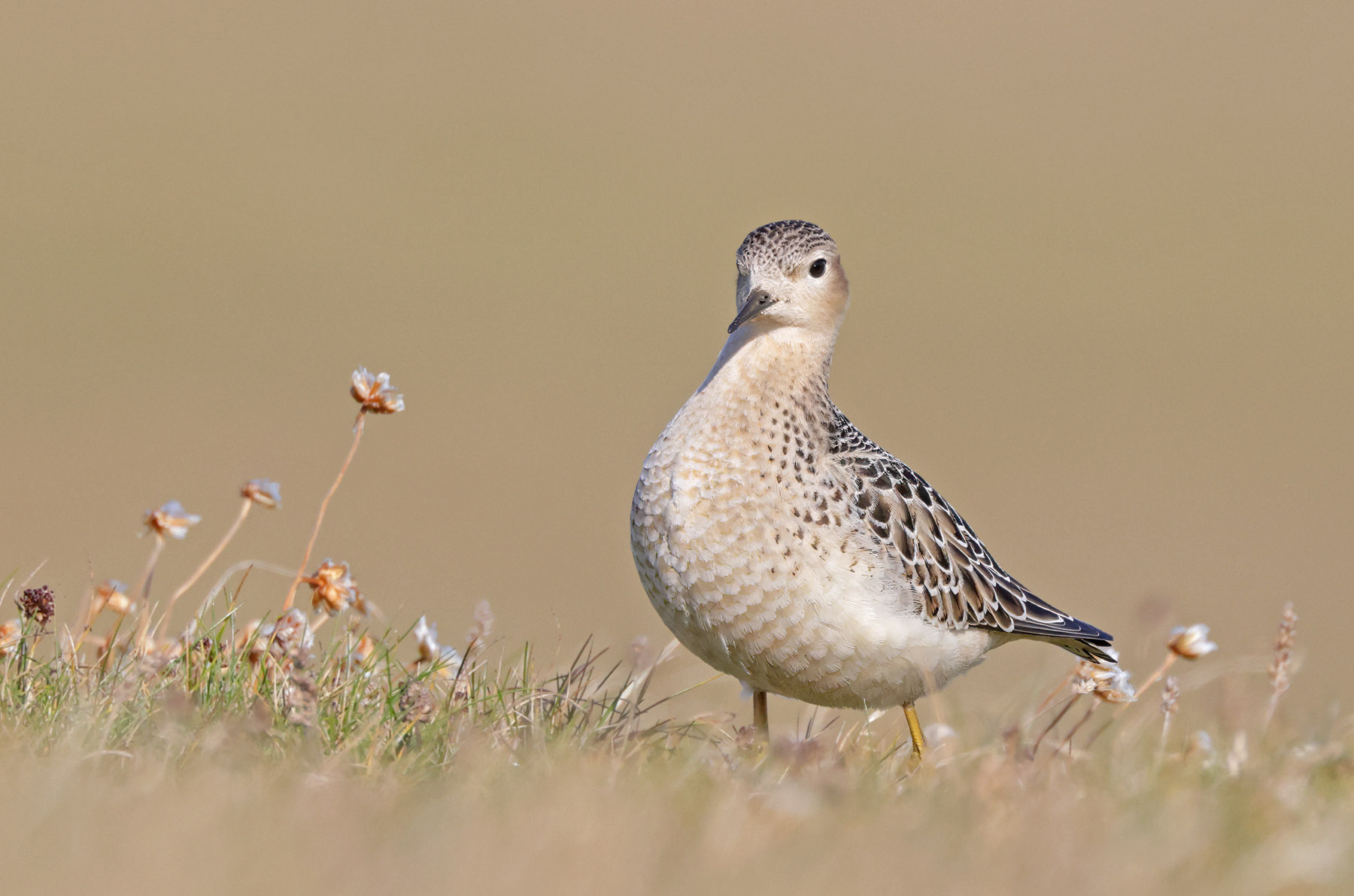 Buff-breasted Sandpiper