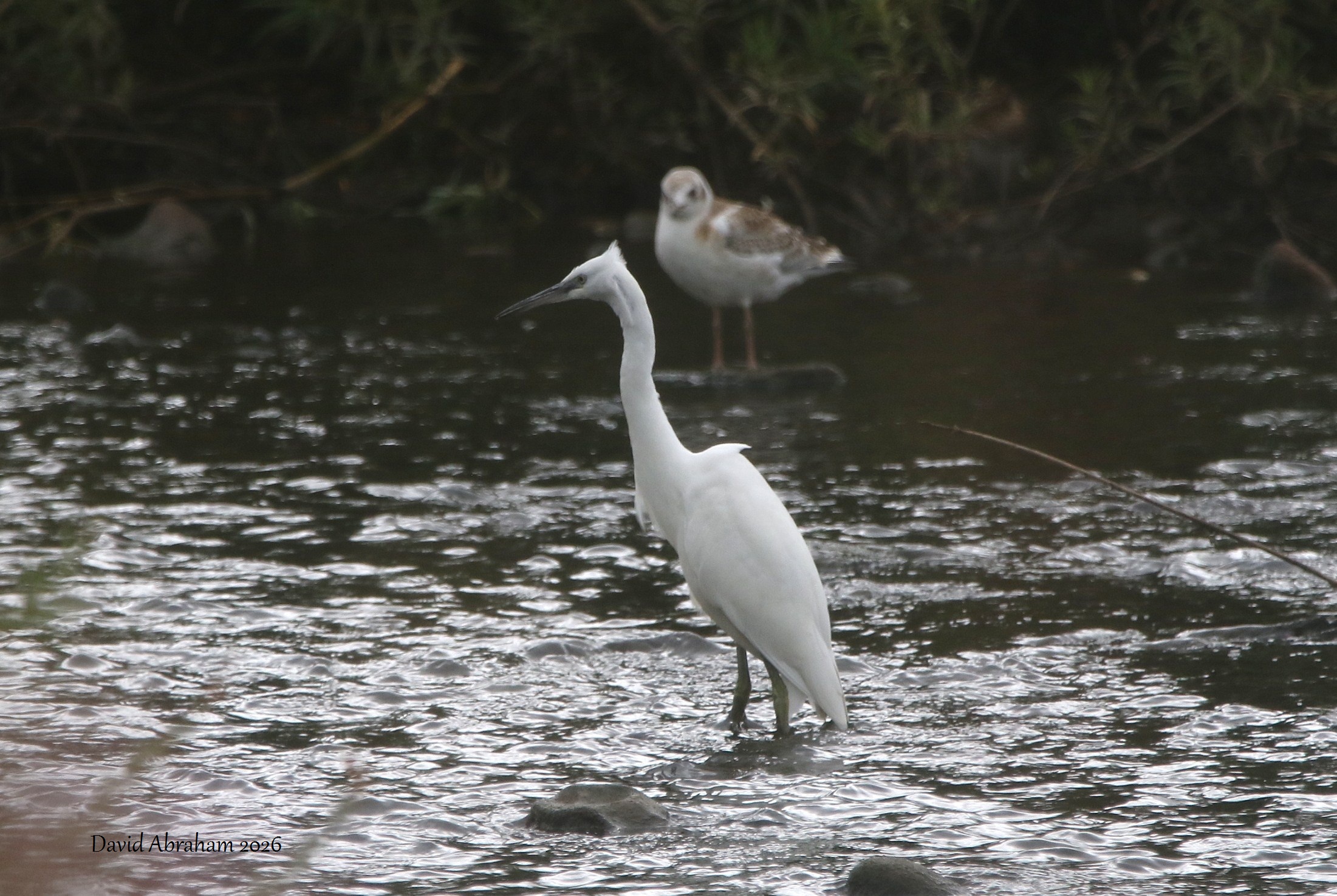Little Egret 