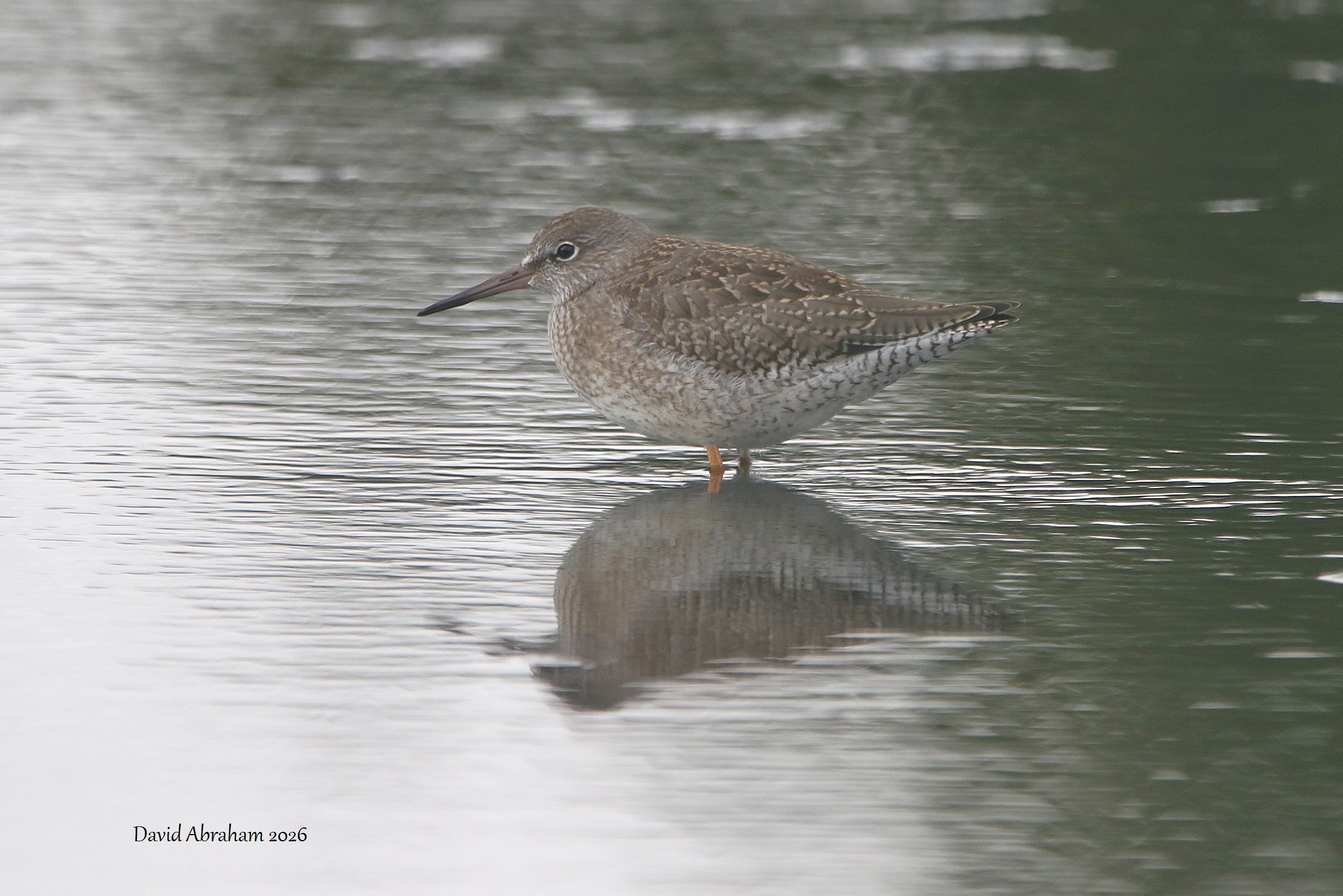 Redshank 