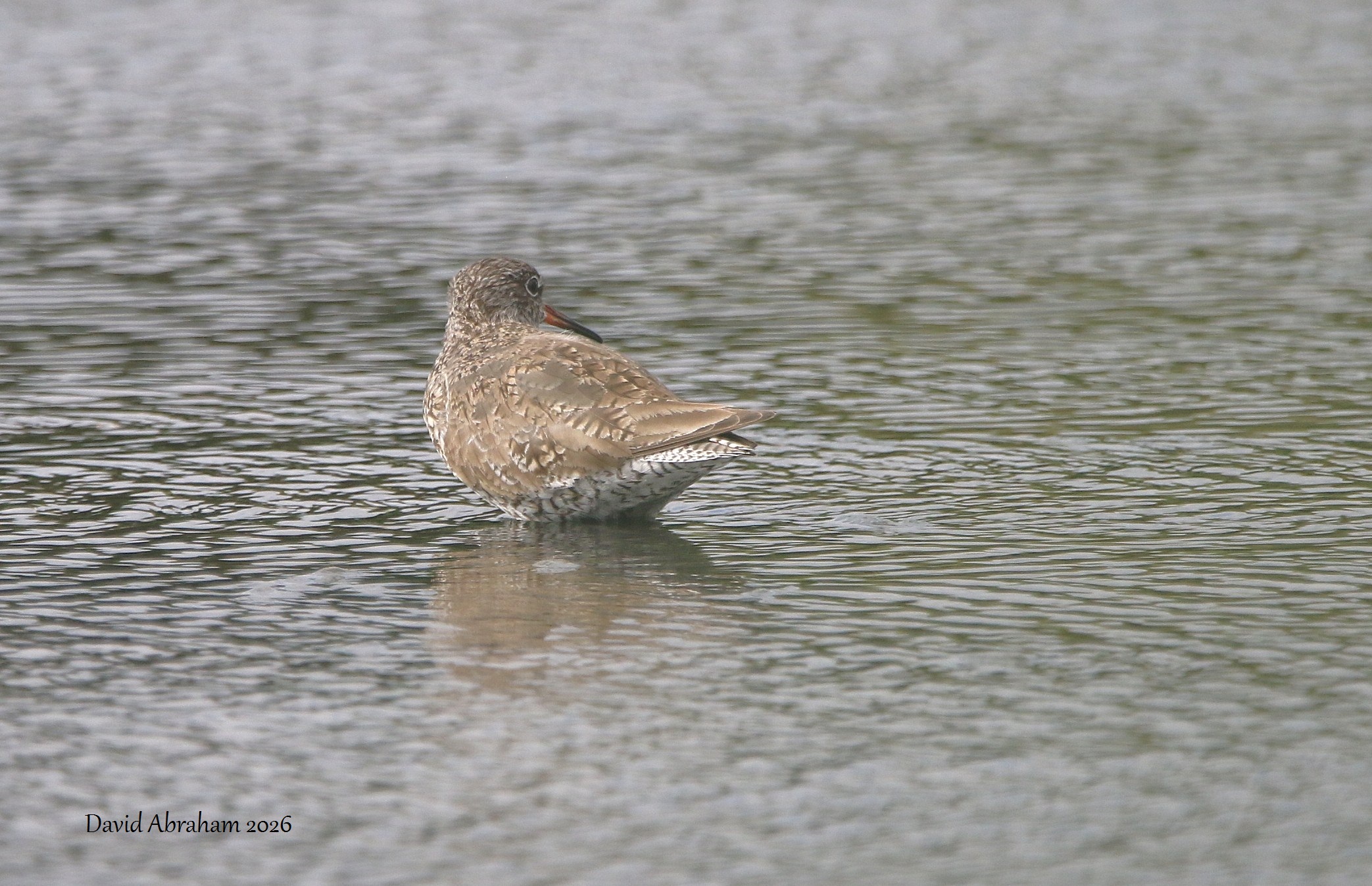 Redshank 