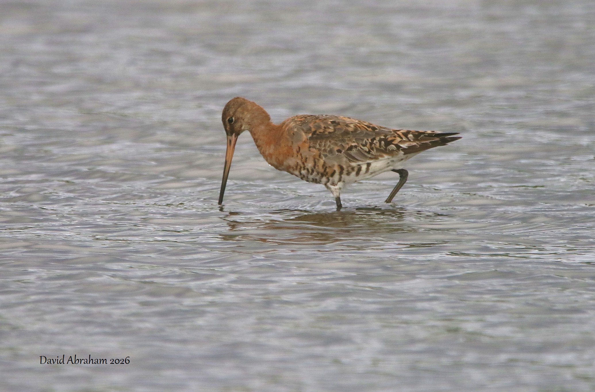 Black-tailed Godwit 