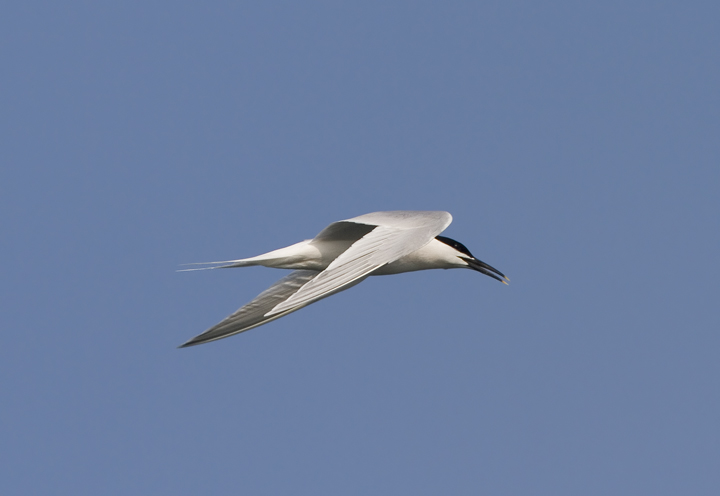 Sandwich Tern