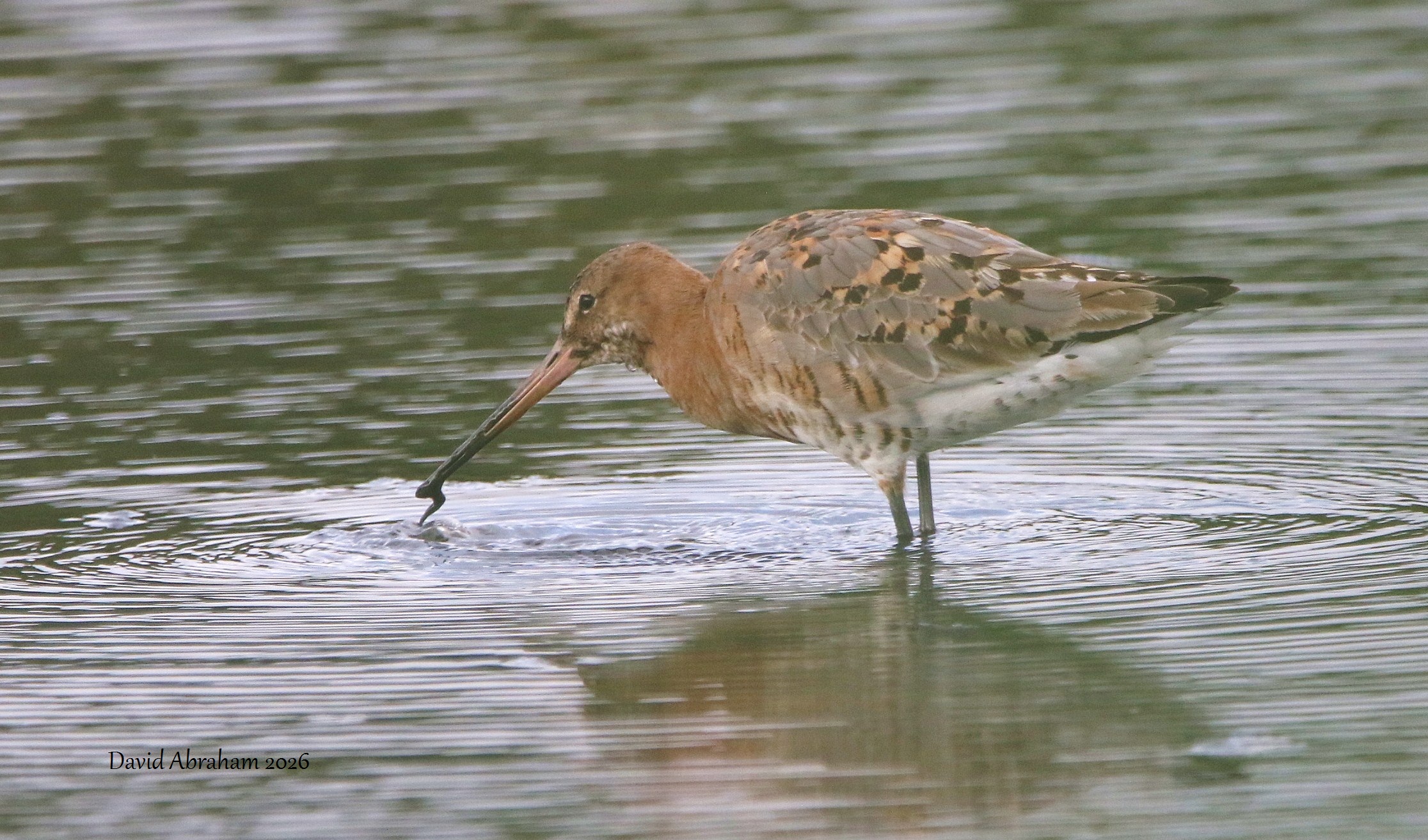 Black-tailed Godwit 