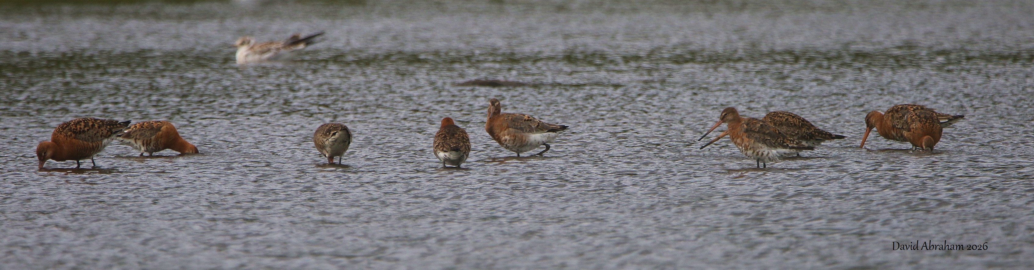Black-tailed Godwit 