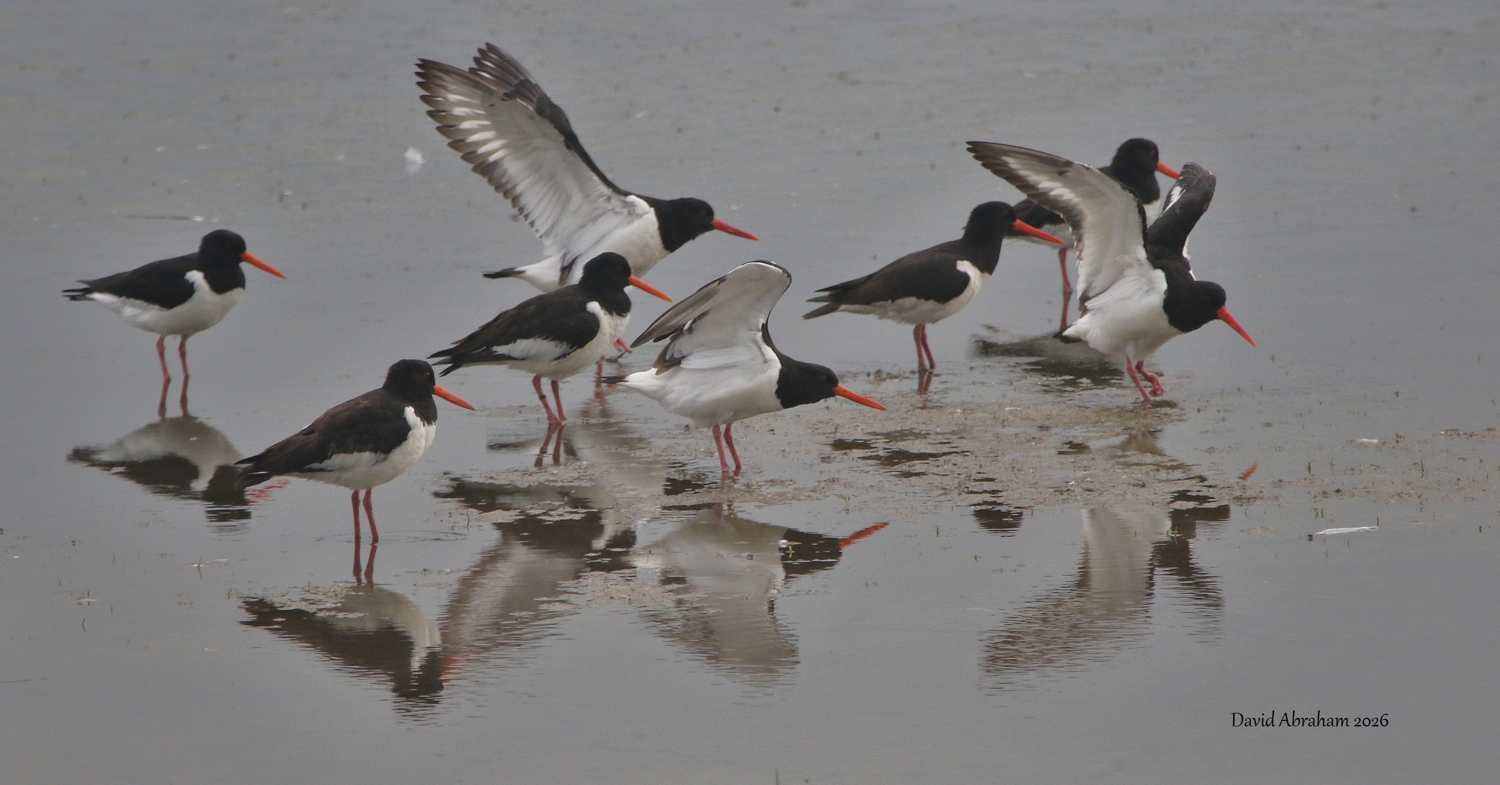 Oystercatcher 