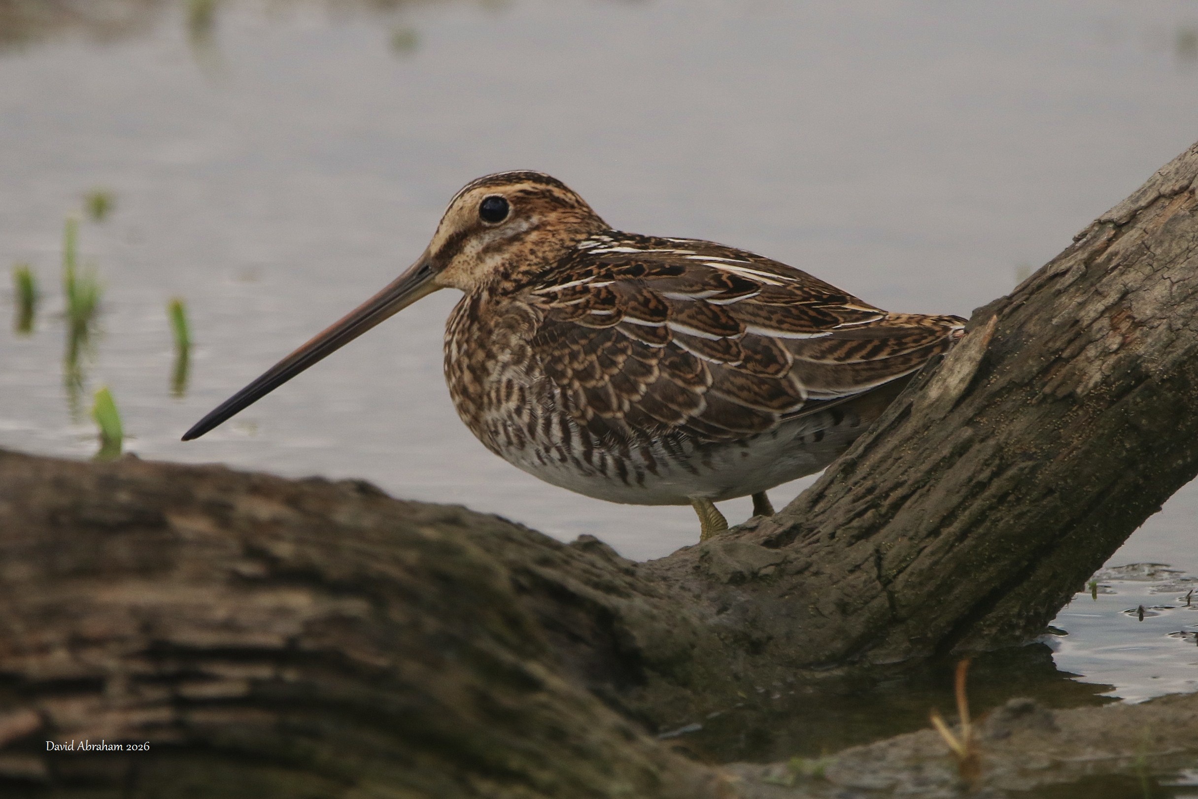 Common Snipe 