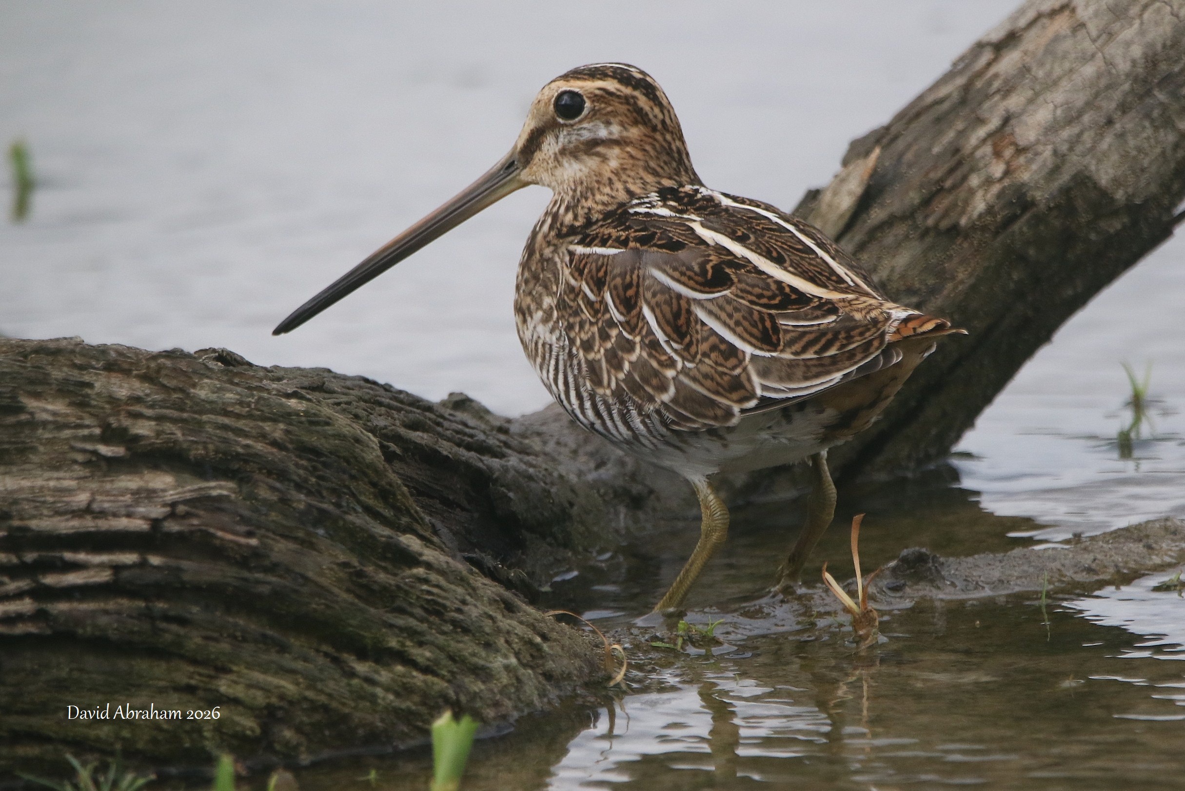 Common Snipe 