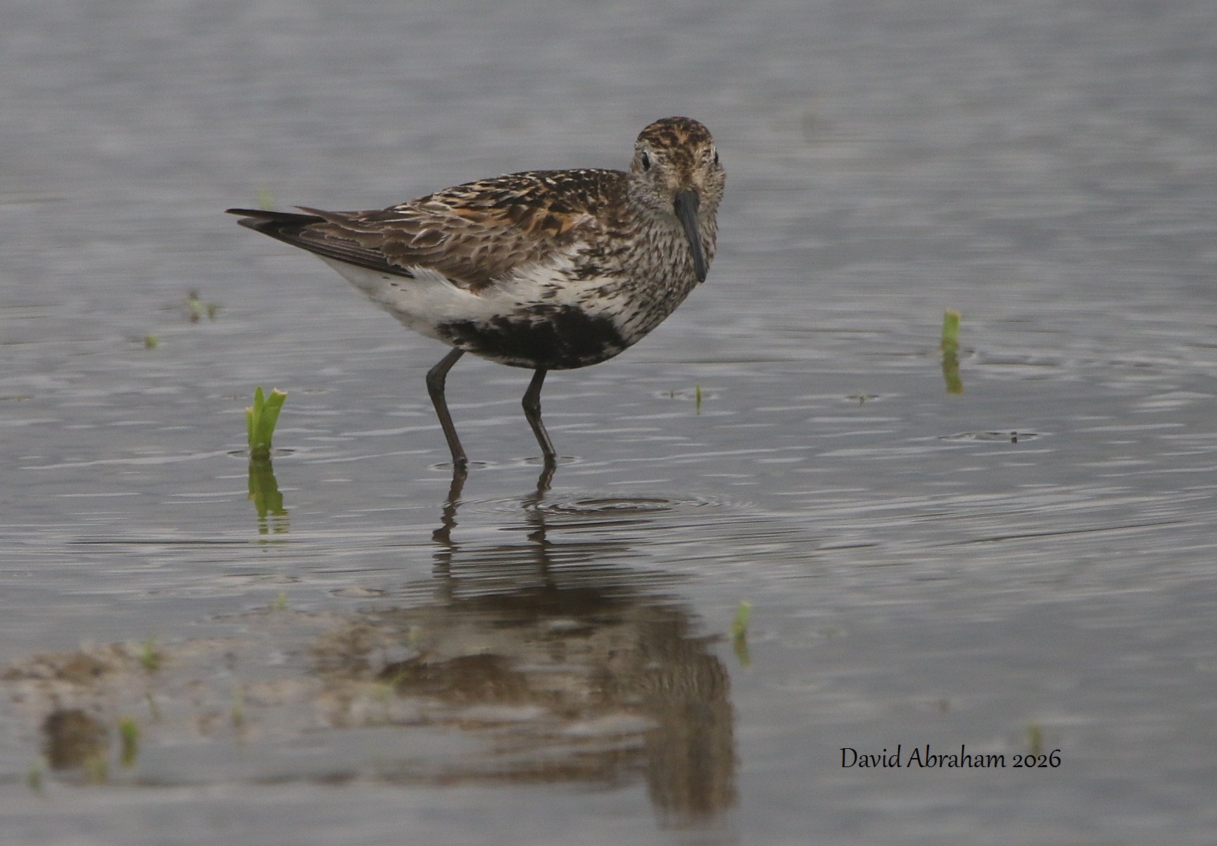 Dunlin 