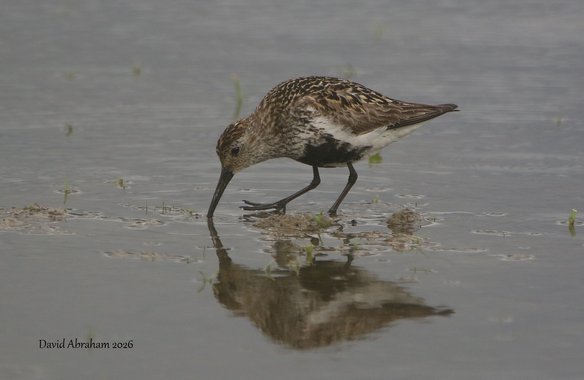 Dunlin 