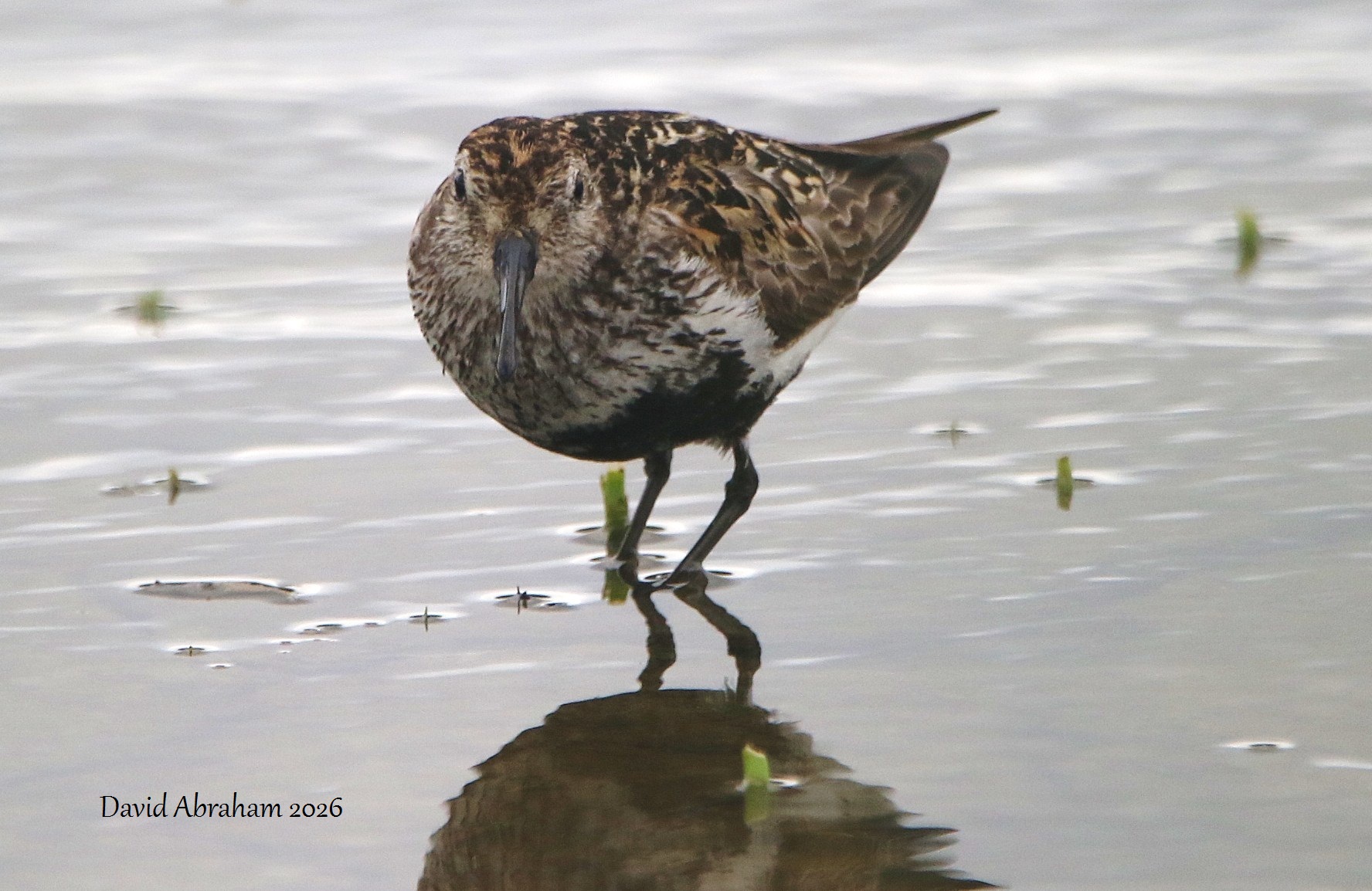 Dunlin 