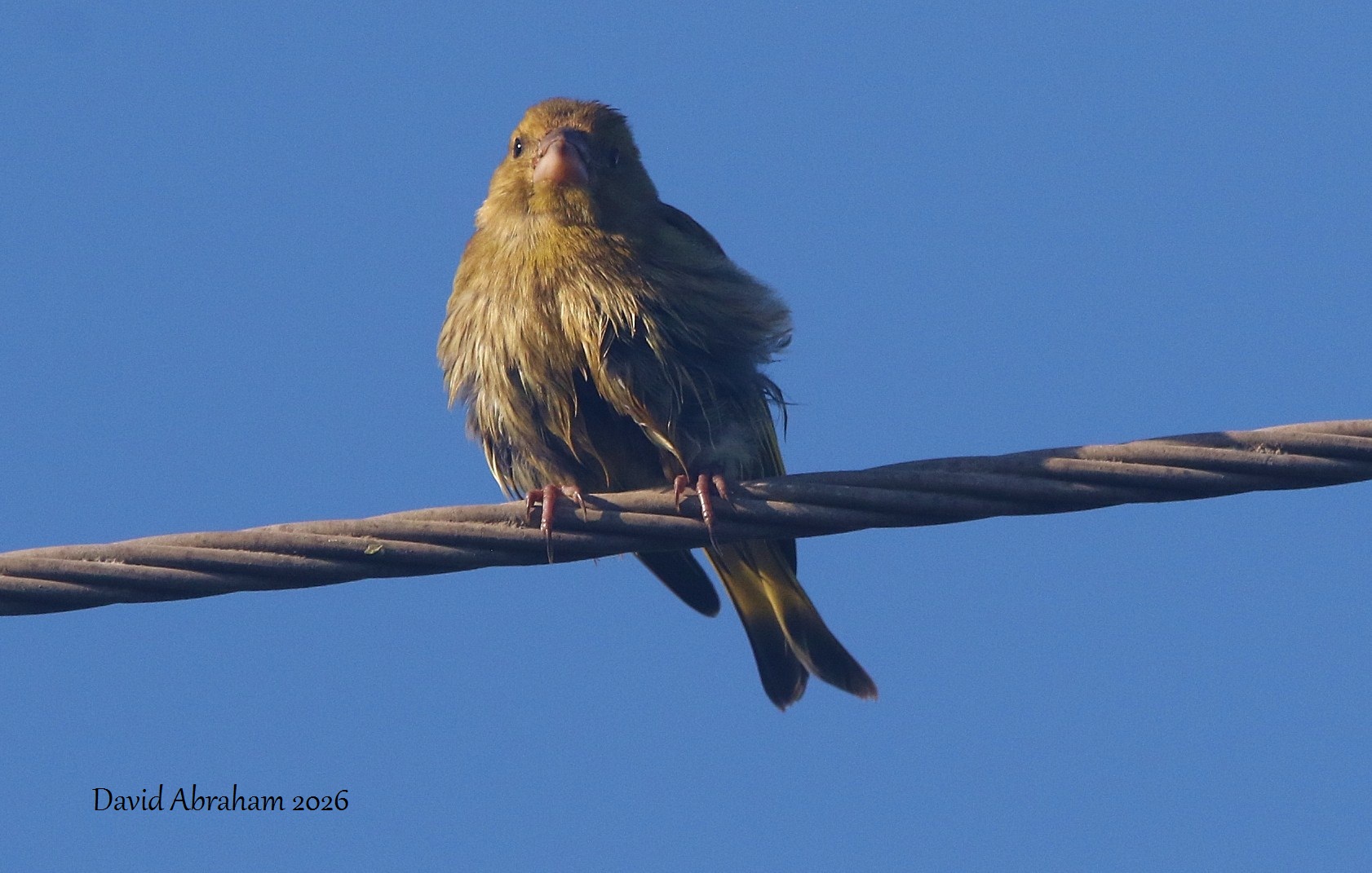 Greenfinch