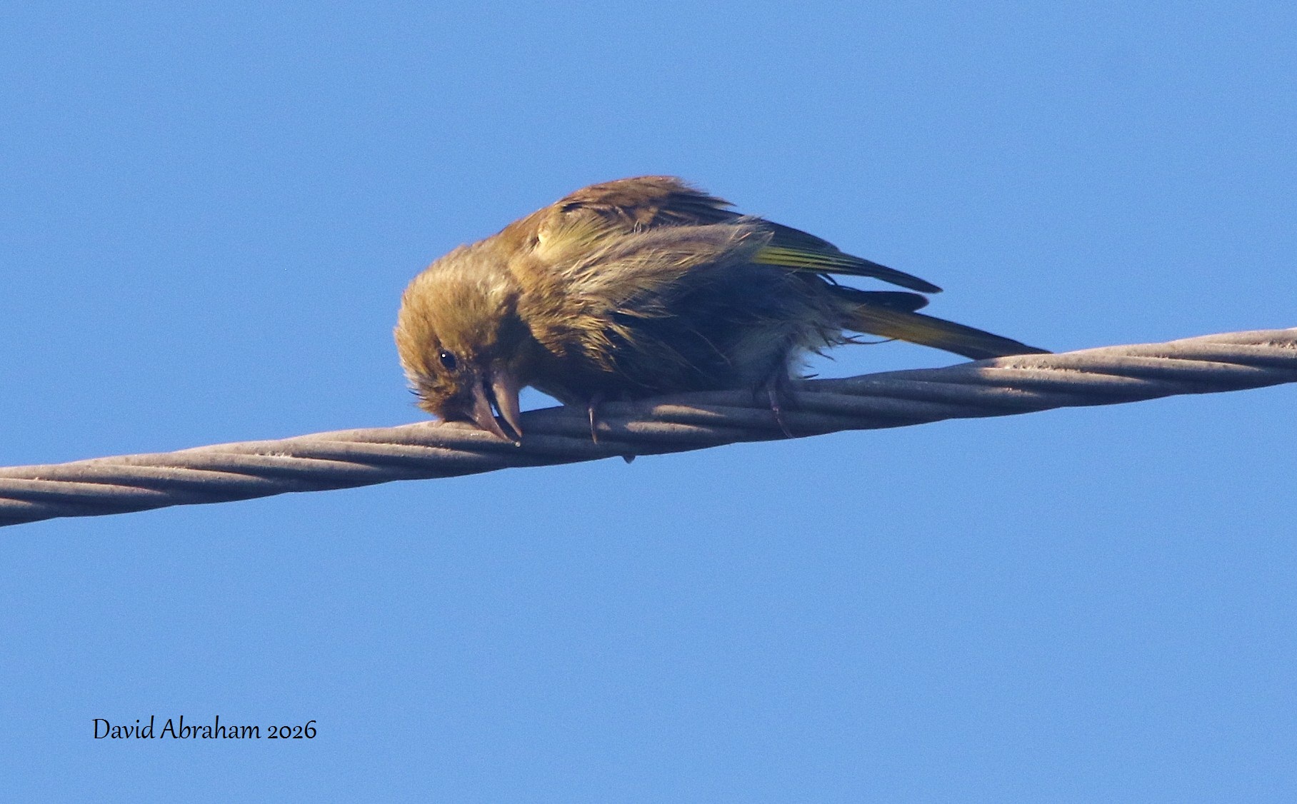 Greenfinch 