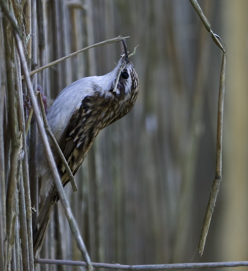 Treecreeper