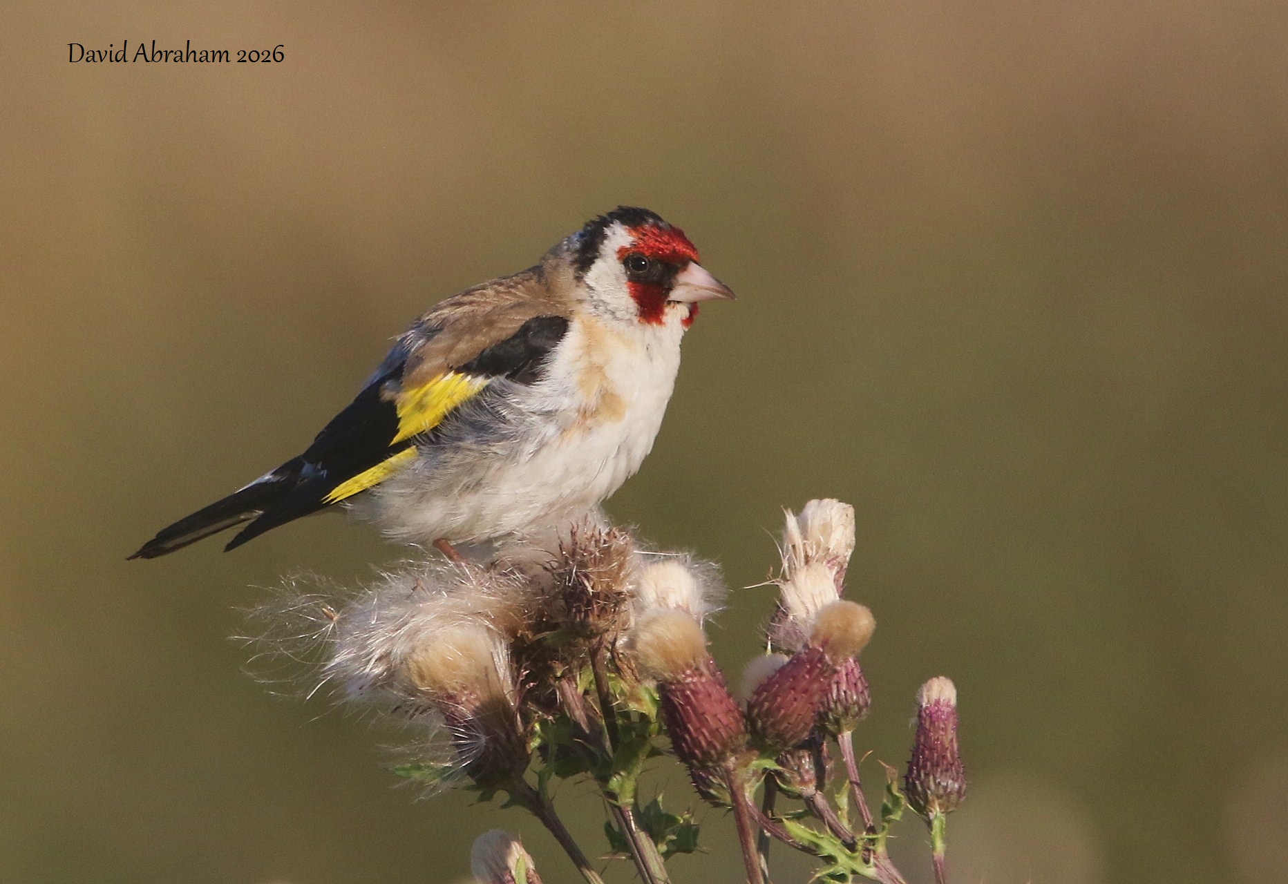 Goldfinch 