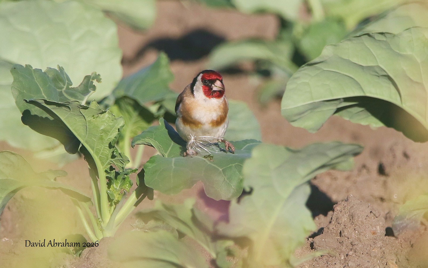 Goldfinch 