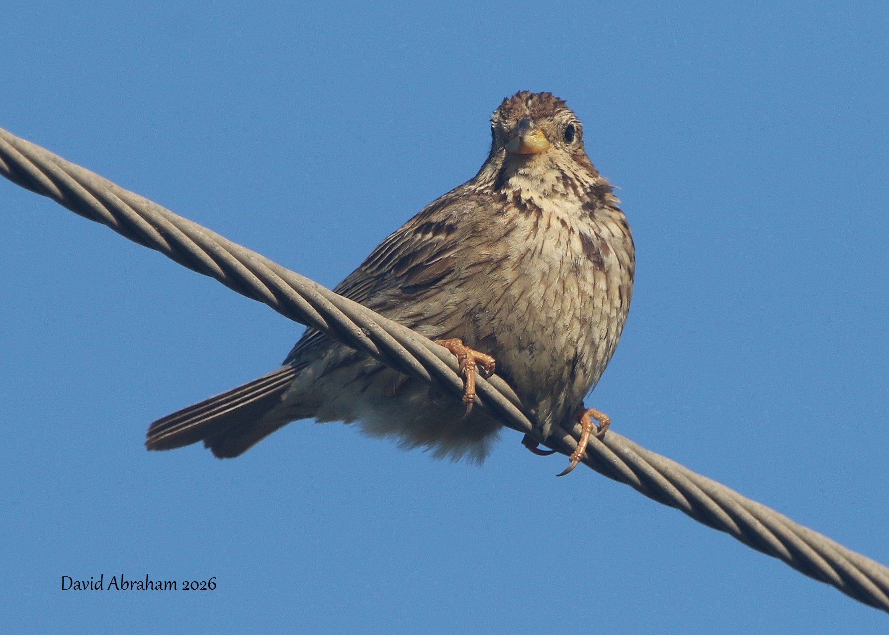 Corn Bunting 