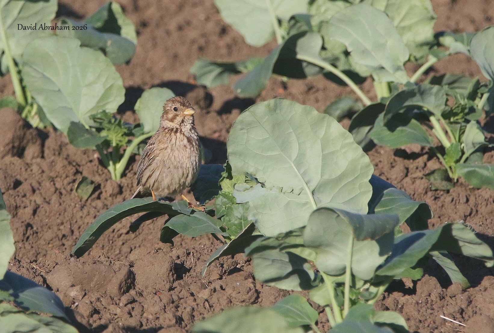 Corn Bunting