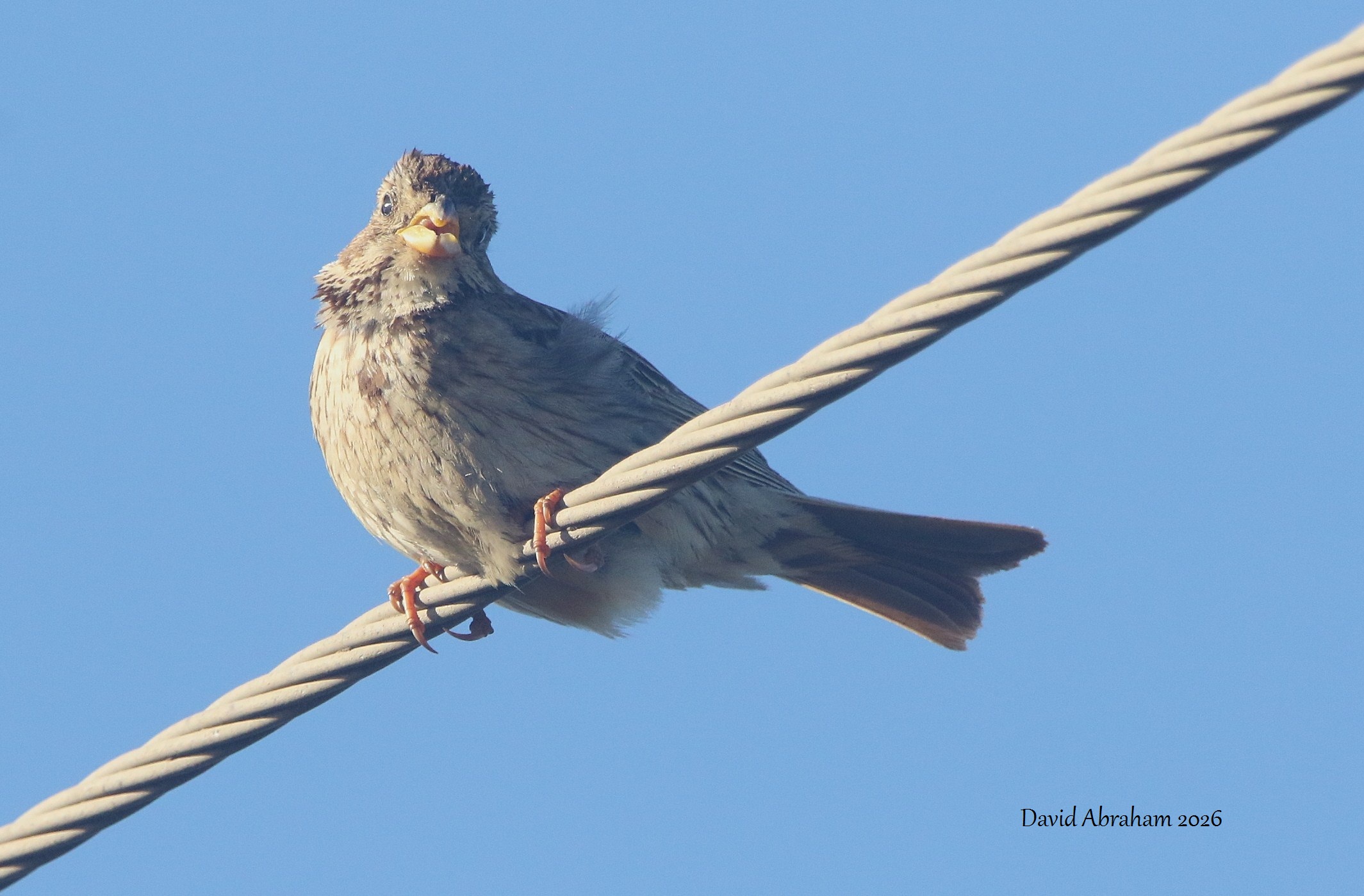 Corn Bunting 