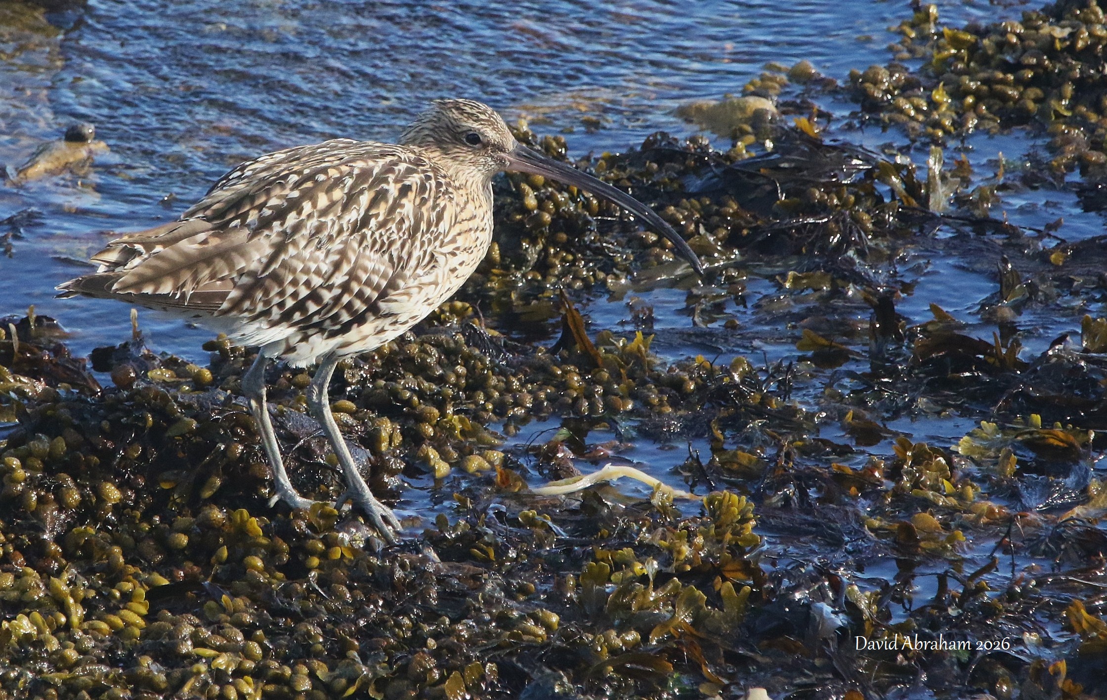 Curlew 