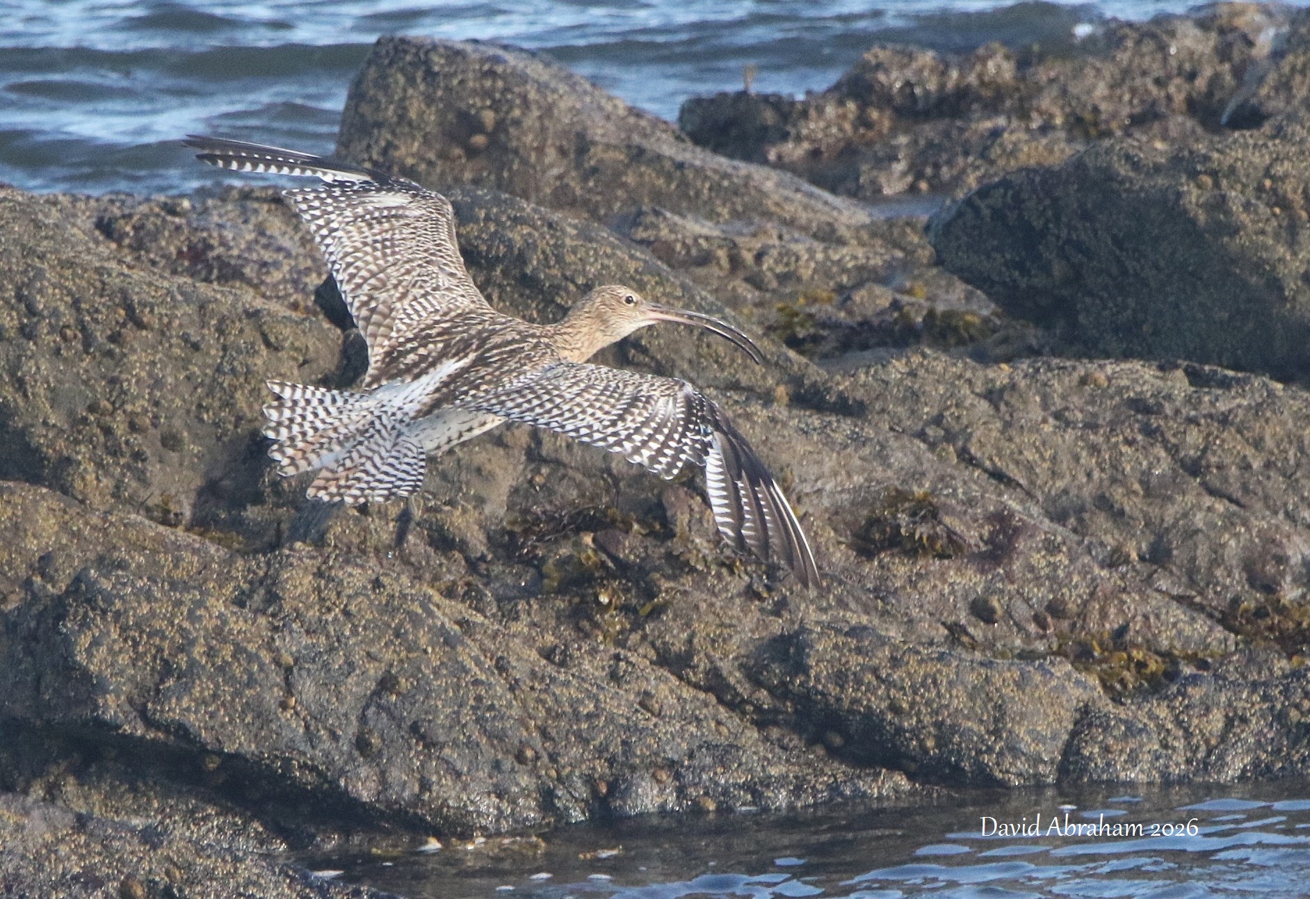 Curlew 