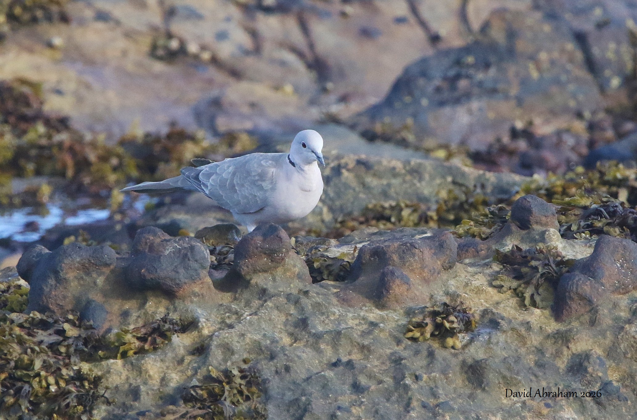 Collared Dove