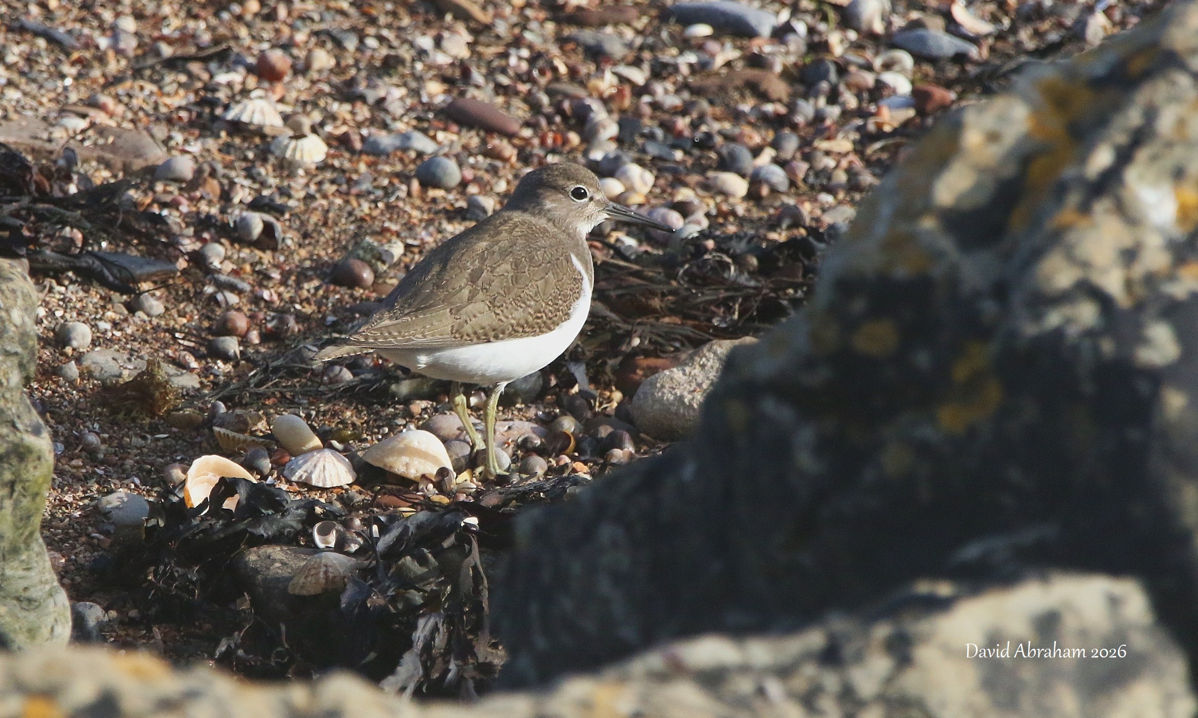 Common Sandpiper 