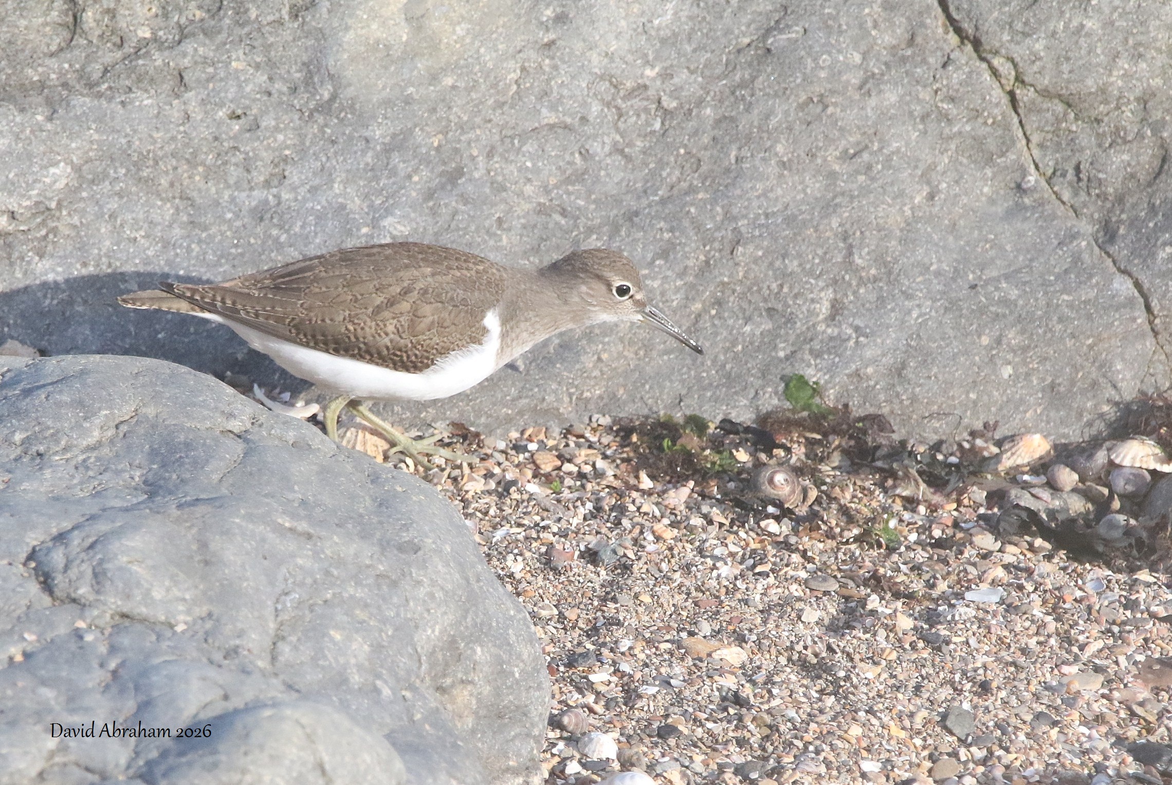 Common Sandpiper 