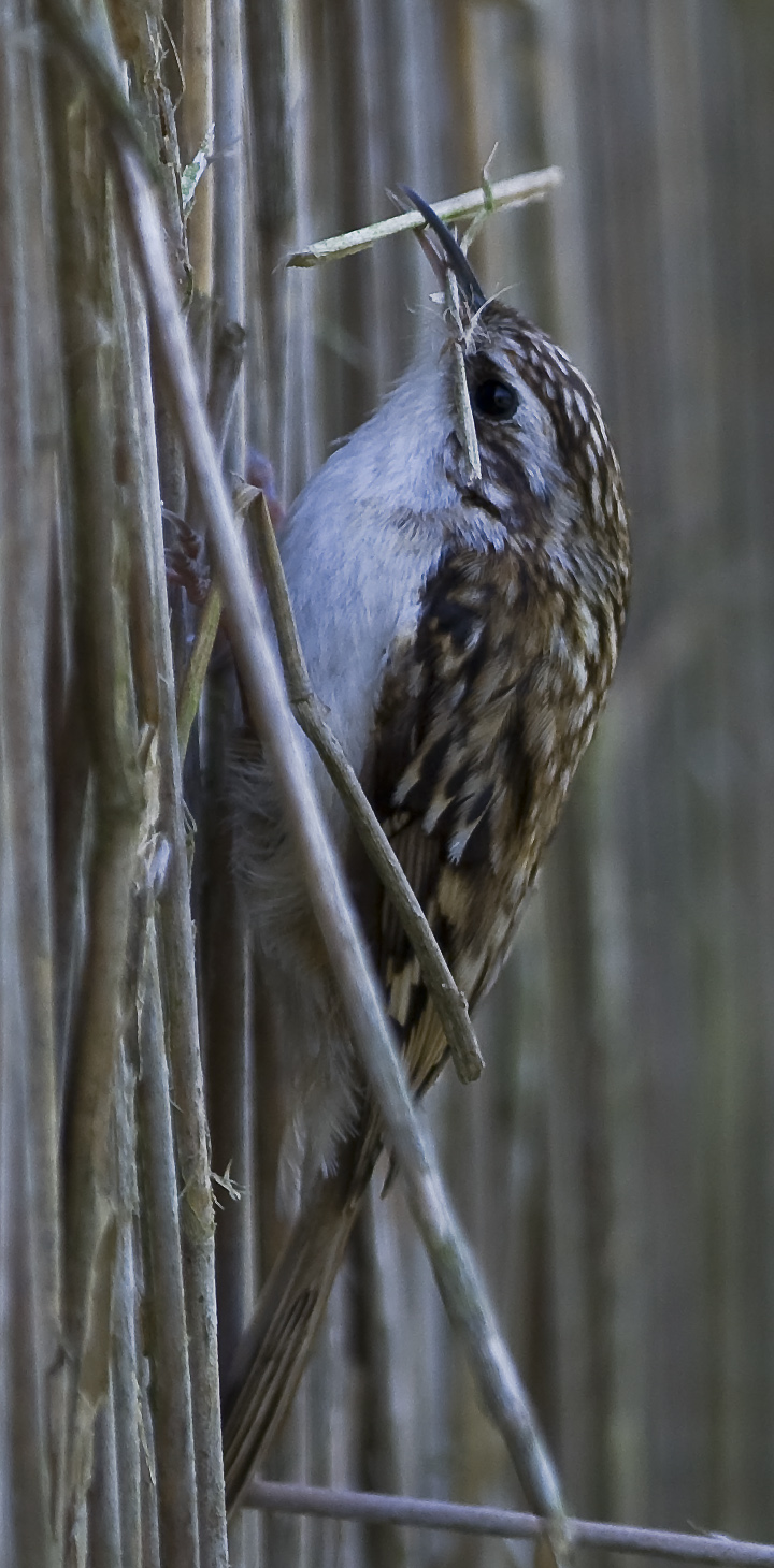 Treecreeper