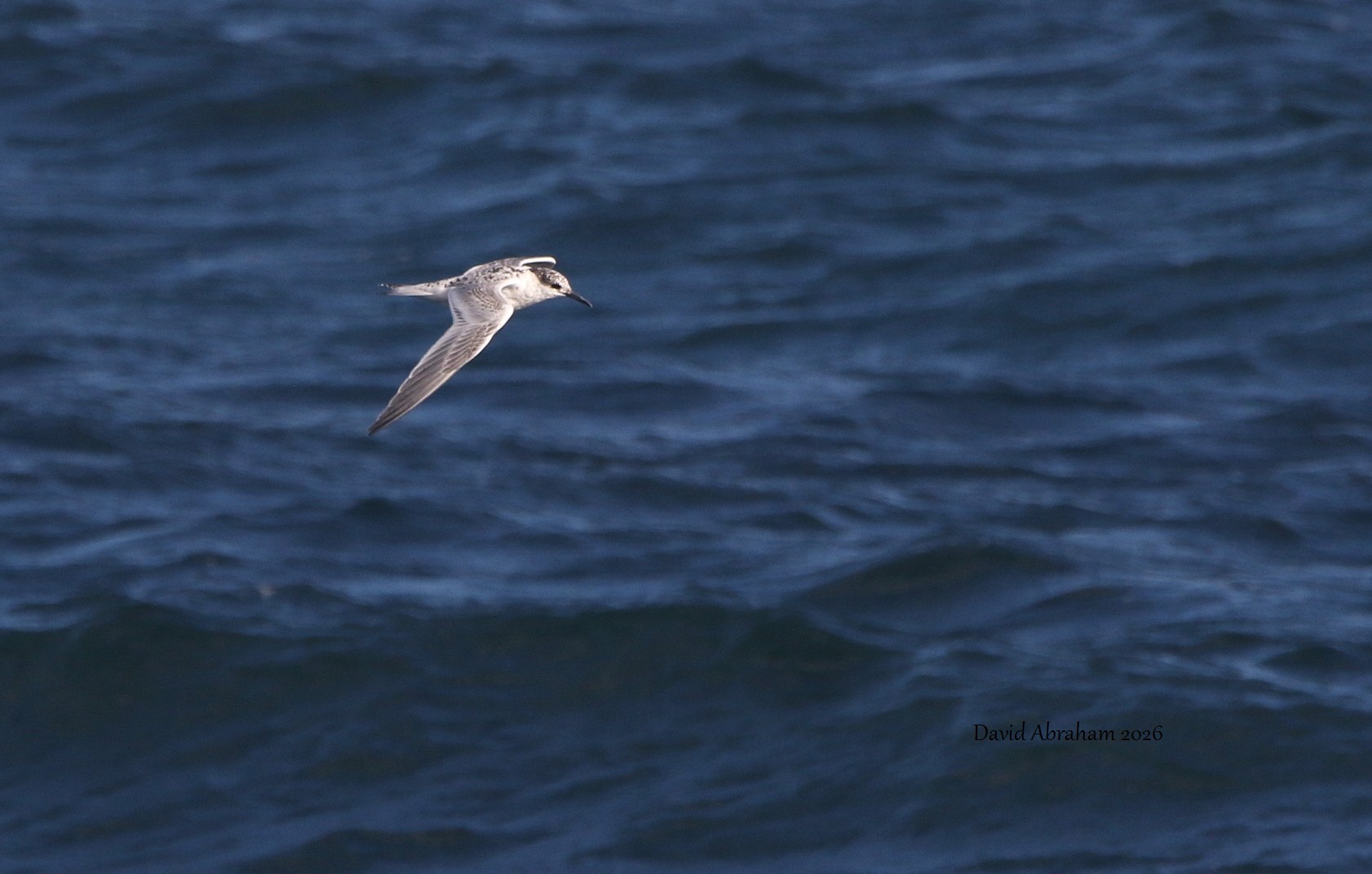 Sandwich Tern