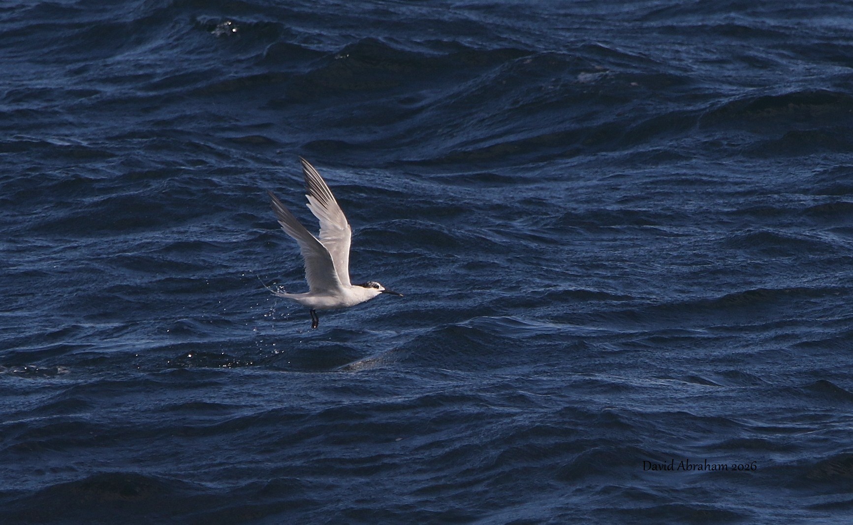 Sandwich Tern