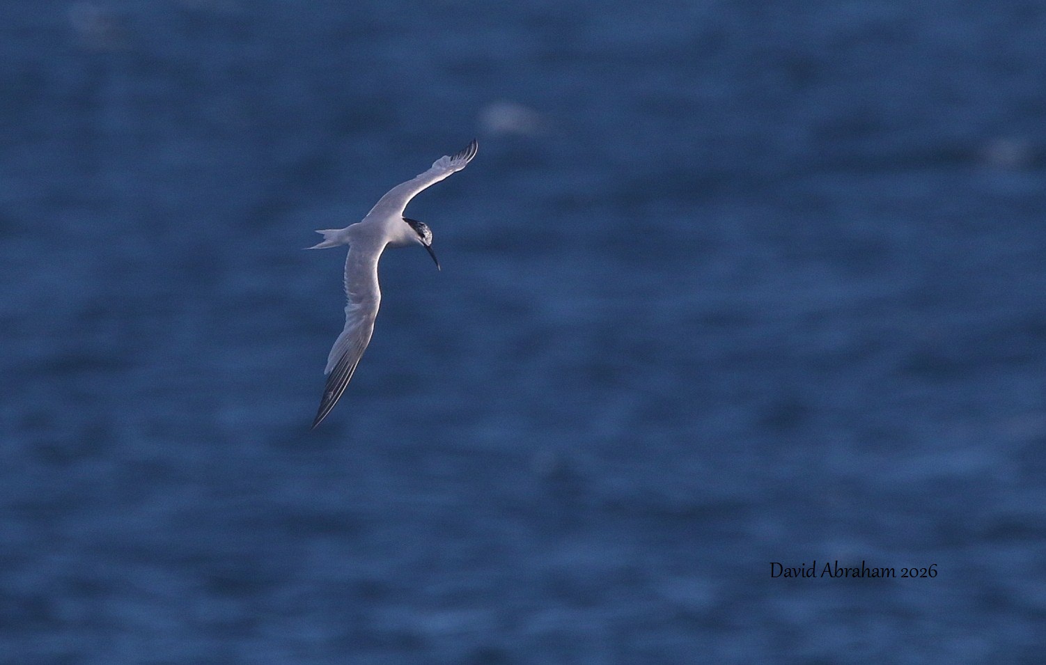Sandwich Tern