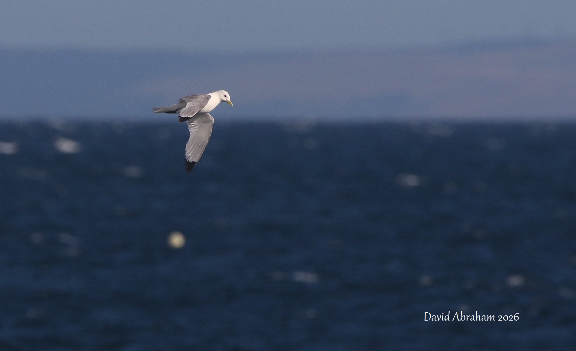 Kittiwake 
