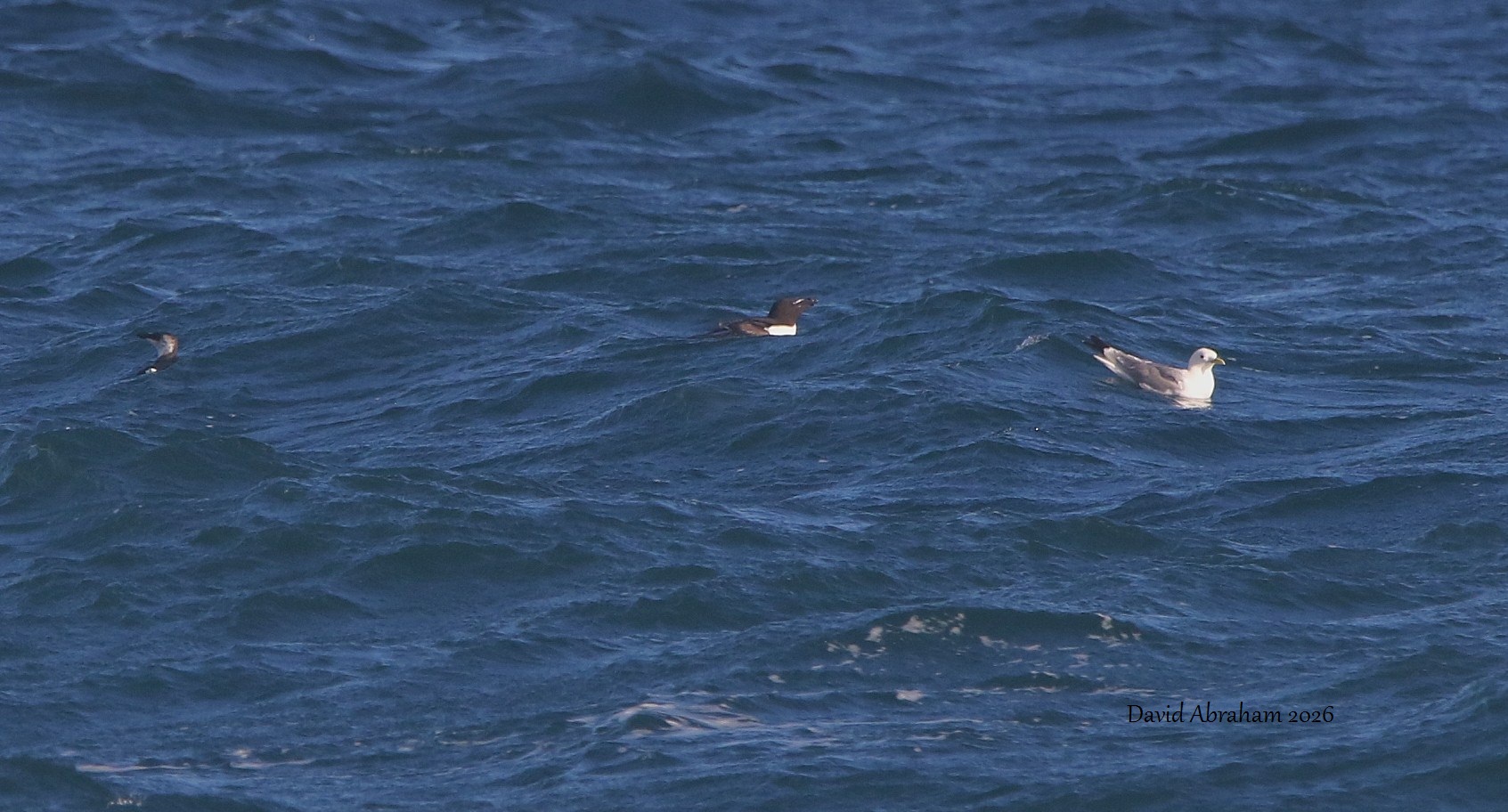 Razorbill 