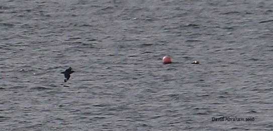 Great Skua