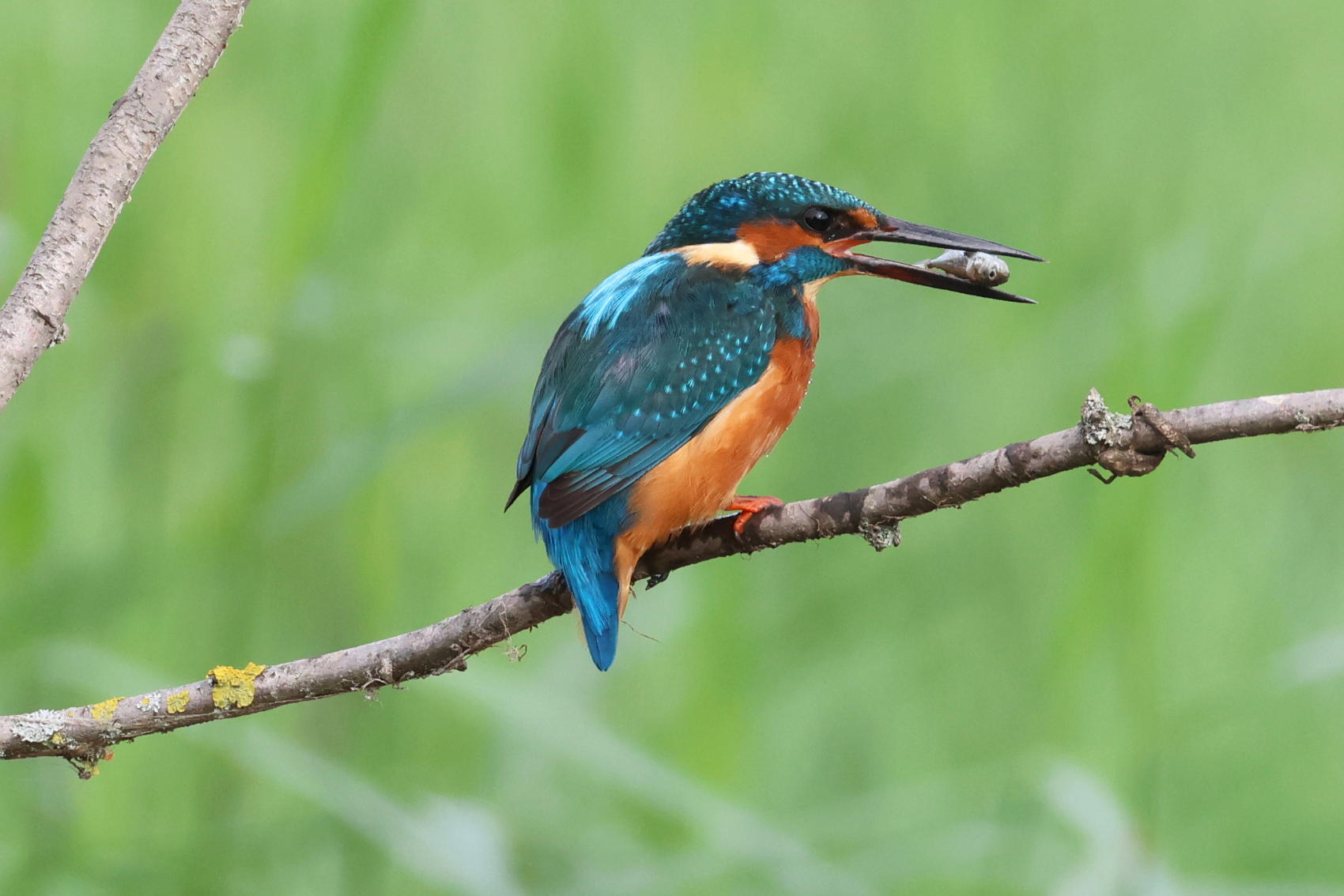 Kingfisher