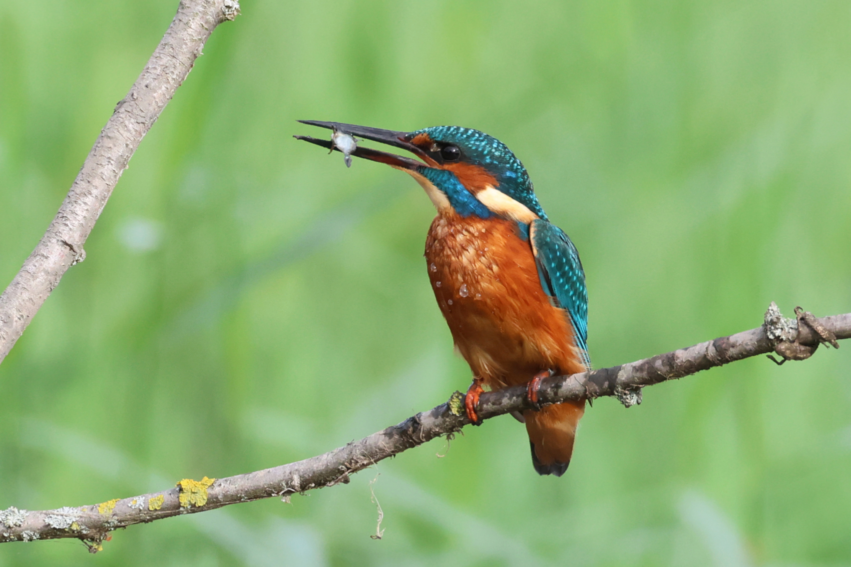 Kingfisher