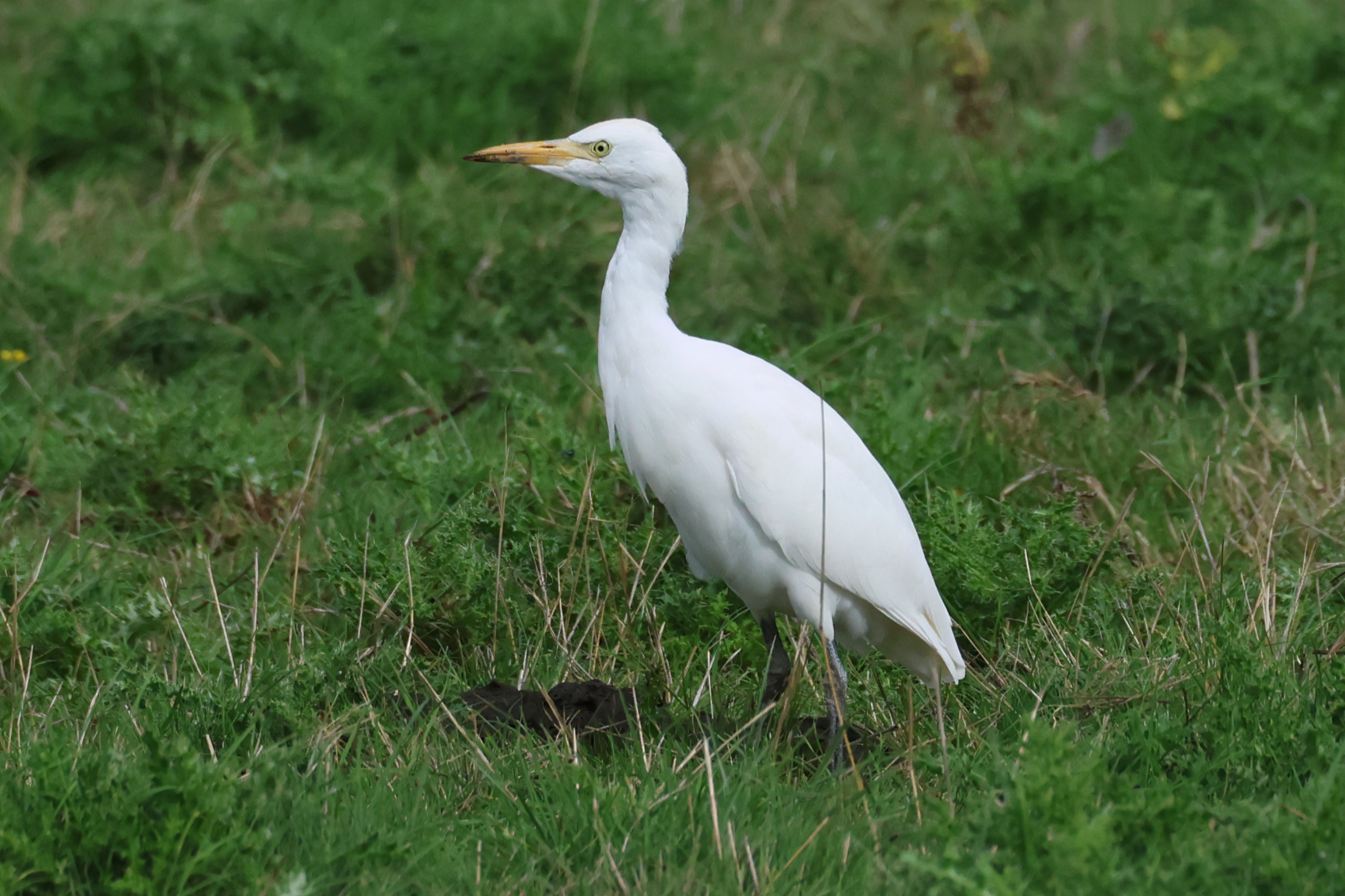 Cattle Egret