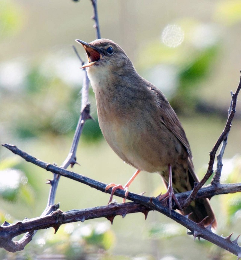 Grasshopper Warbler