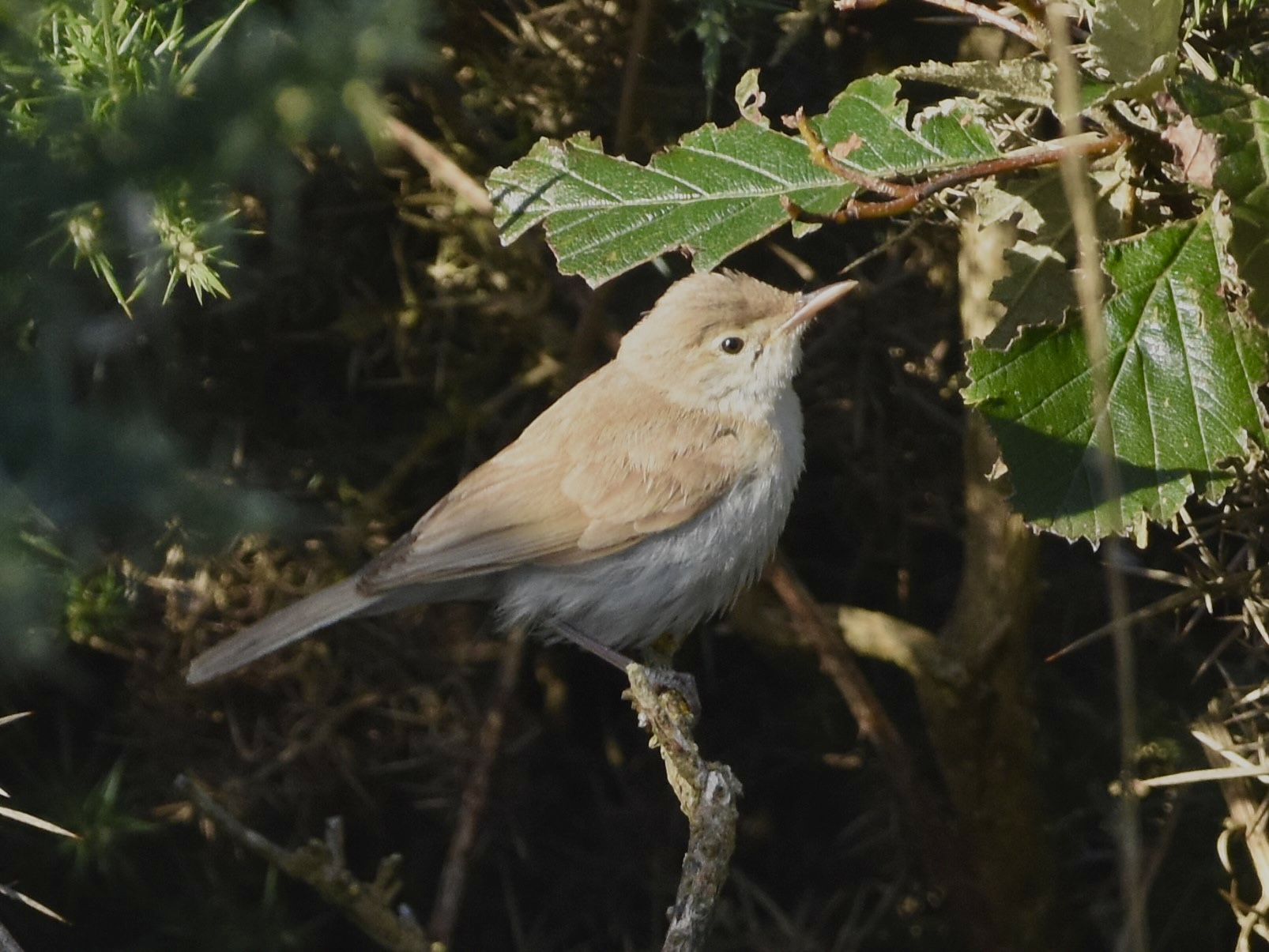 Sykes's Warbler