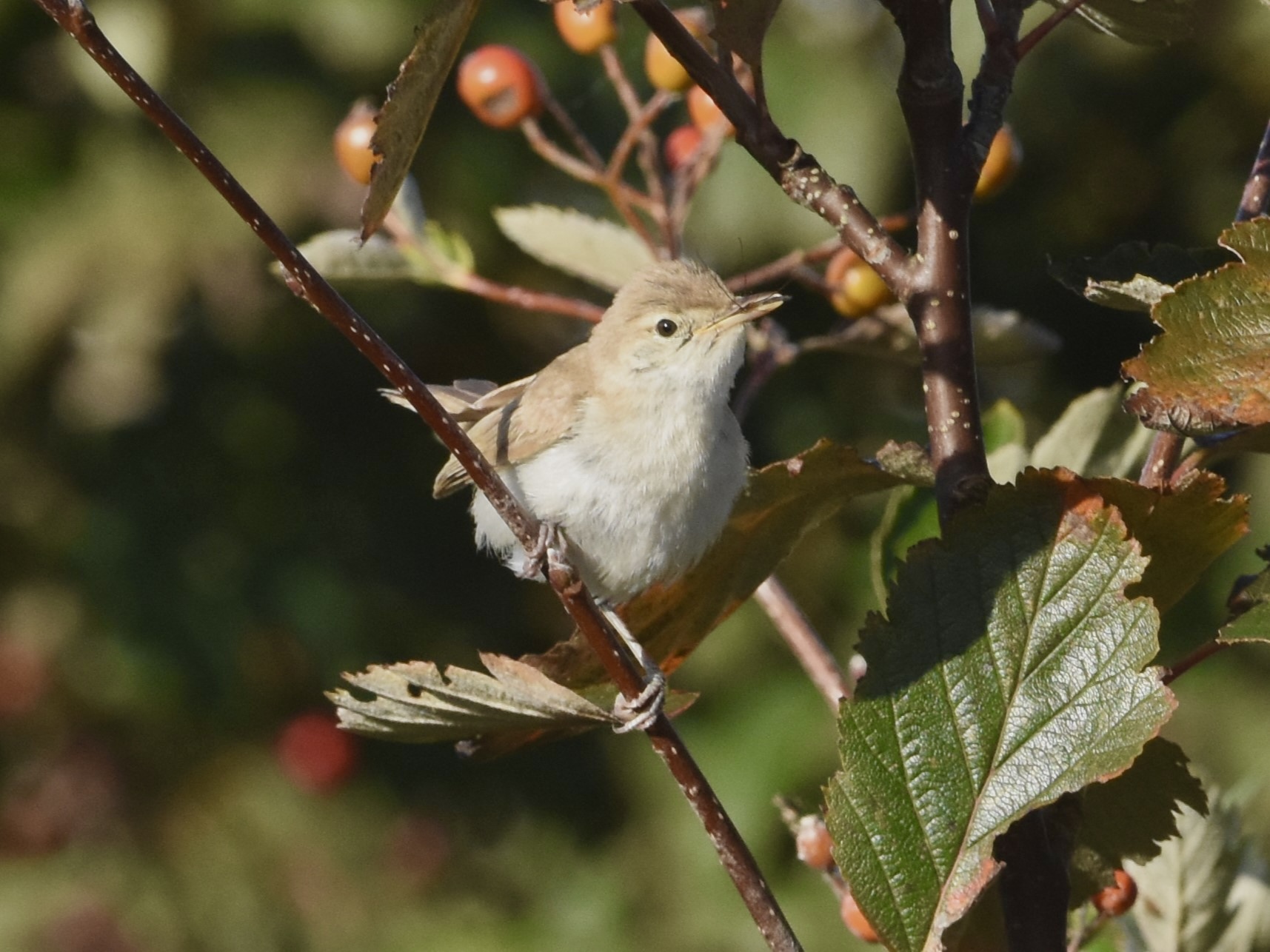 Sykes's Warbler
