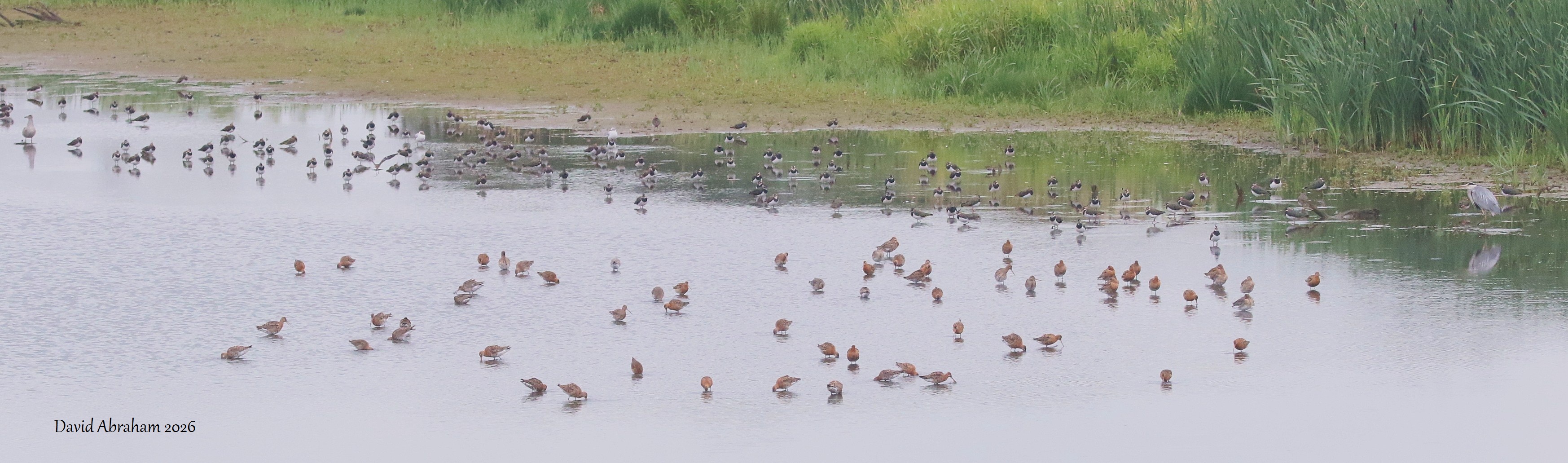 Black-tailed Godwit (Icelandic) 