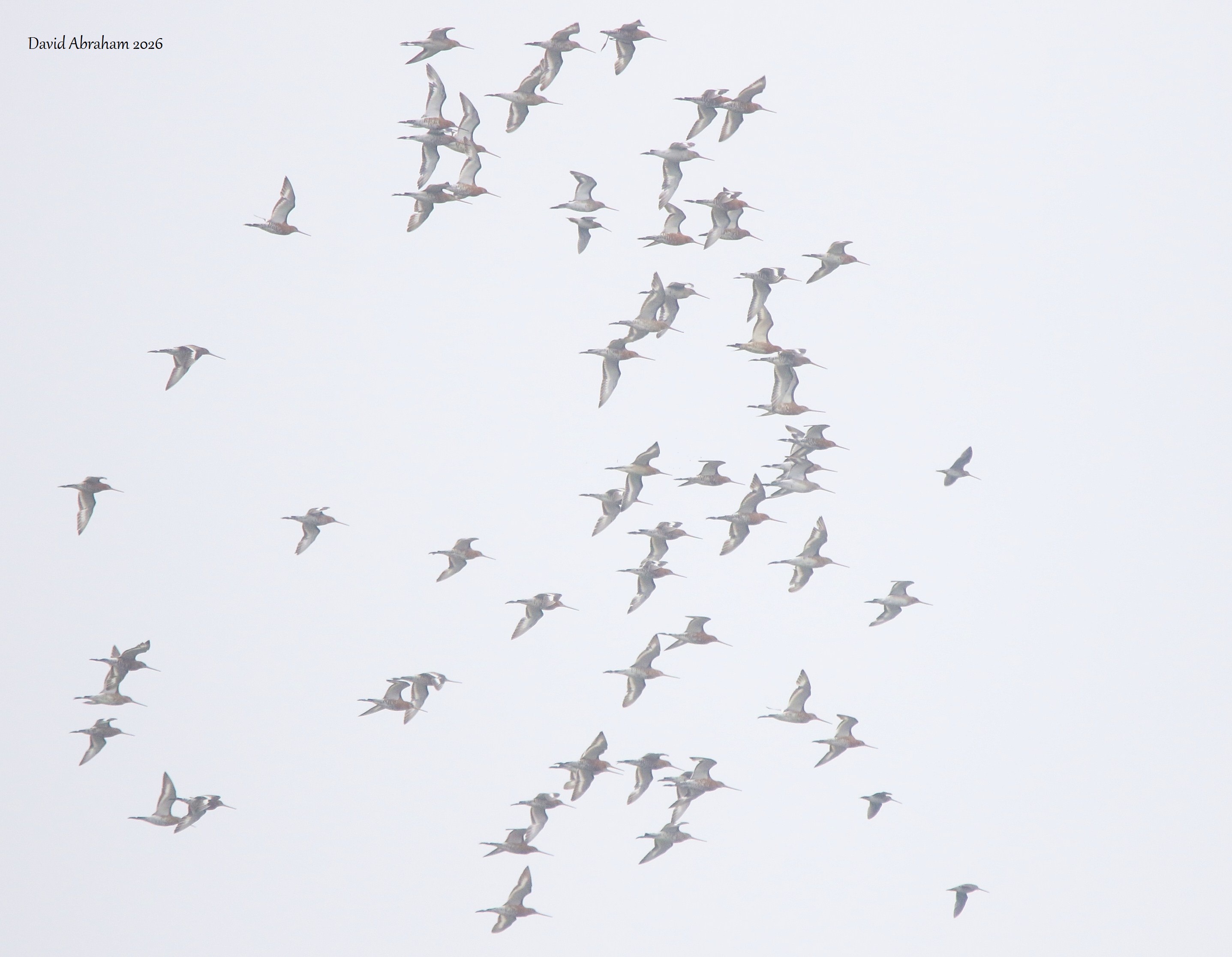 Black-tailed Godwit(Icelandic) 