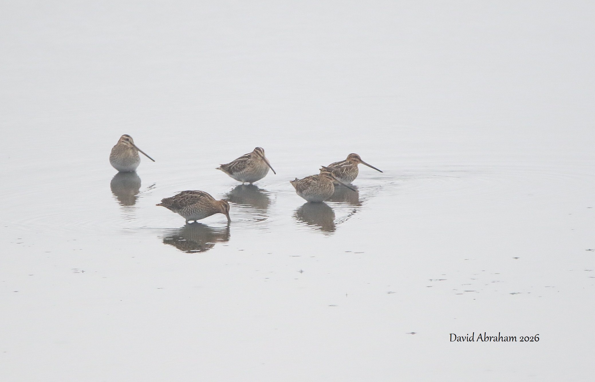 Common Snipe 