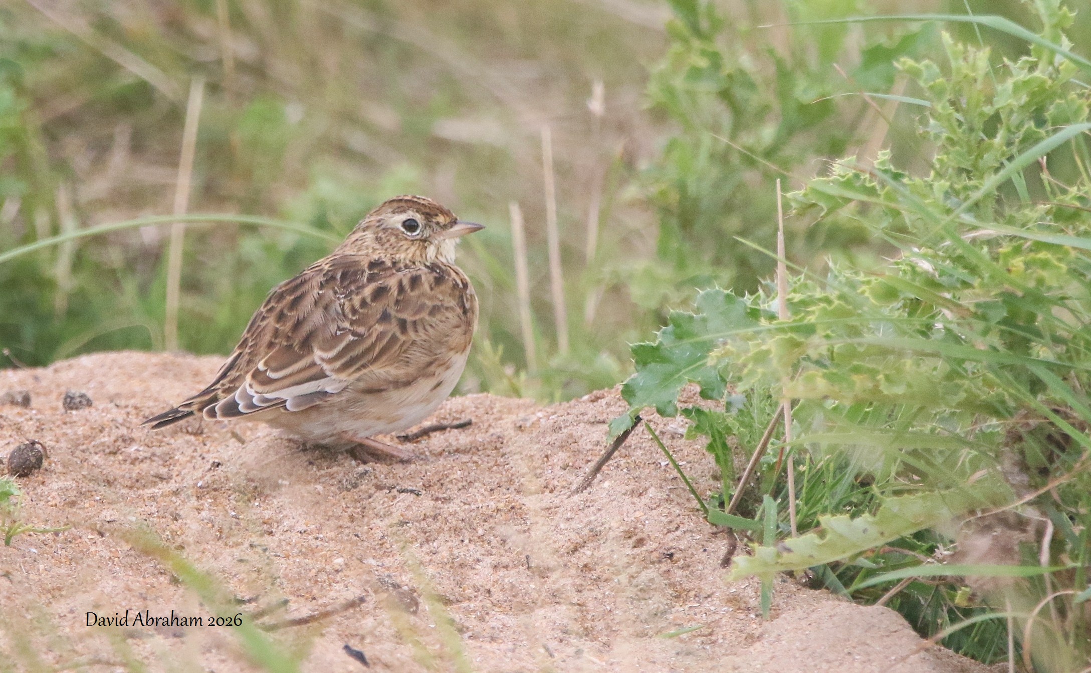 Skylark 
