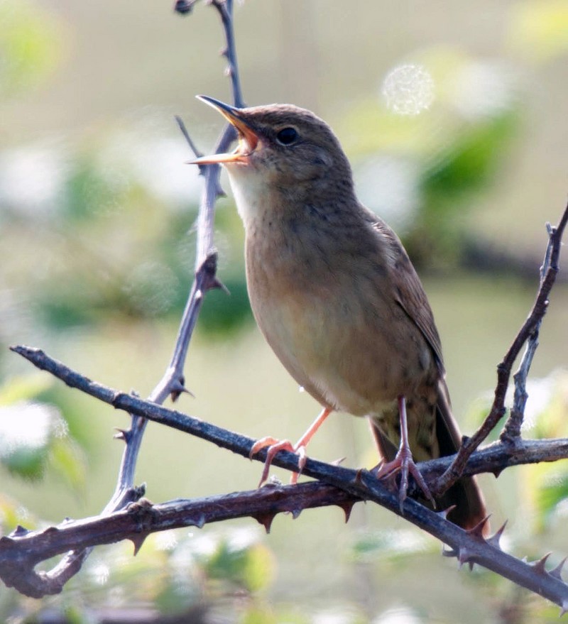 Grasshopper Warbler