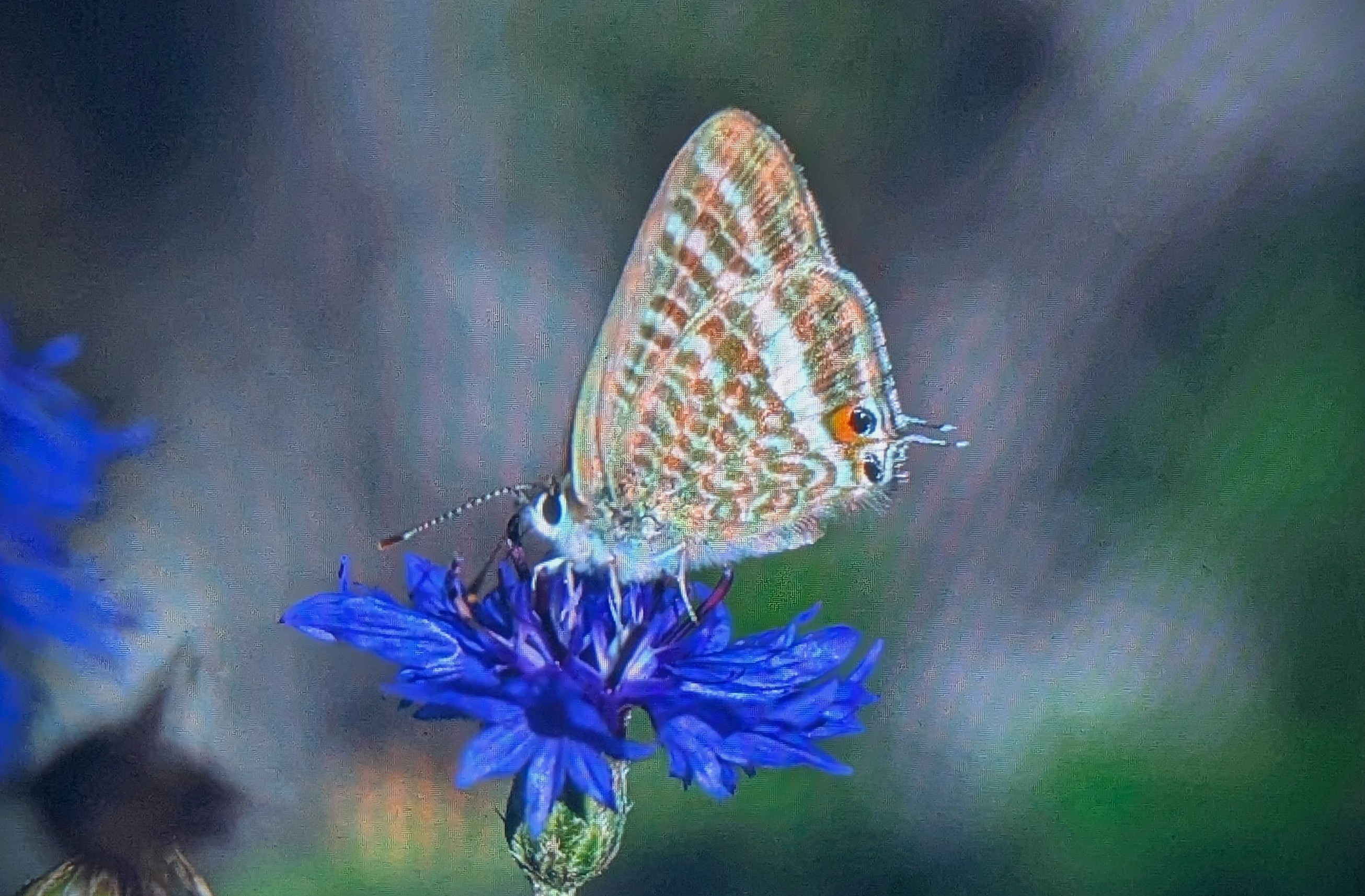 Long-tailed Blue butterfly 