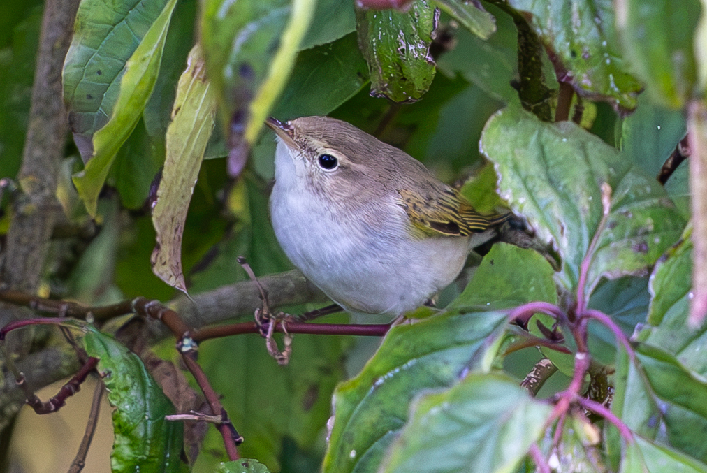 Eastern Bonelli's Warbler