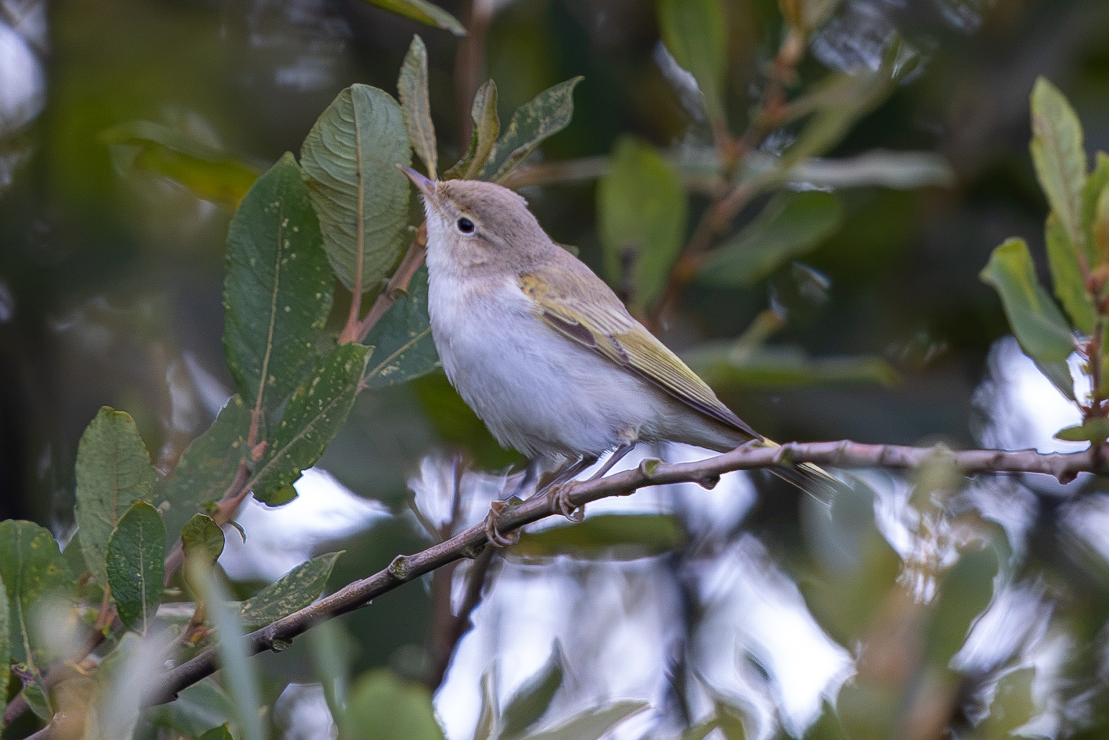 Eastern Bonelli's Warbler