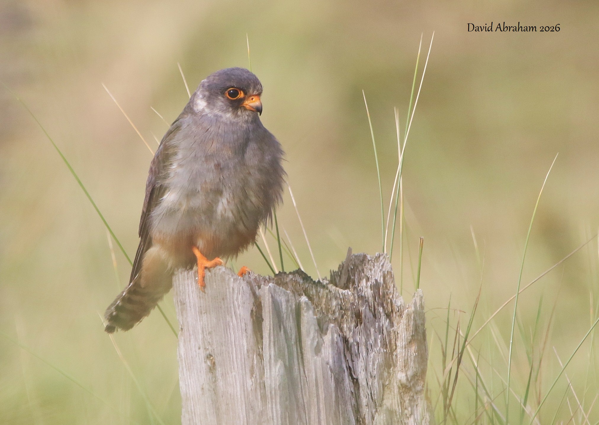 Red-footed Falcon 