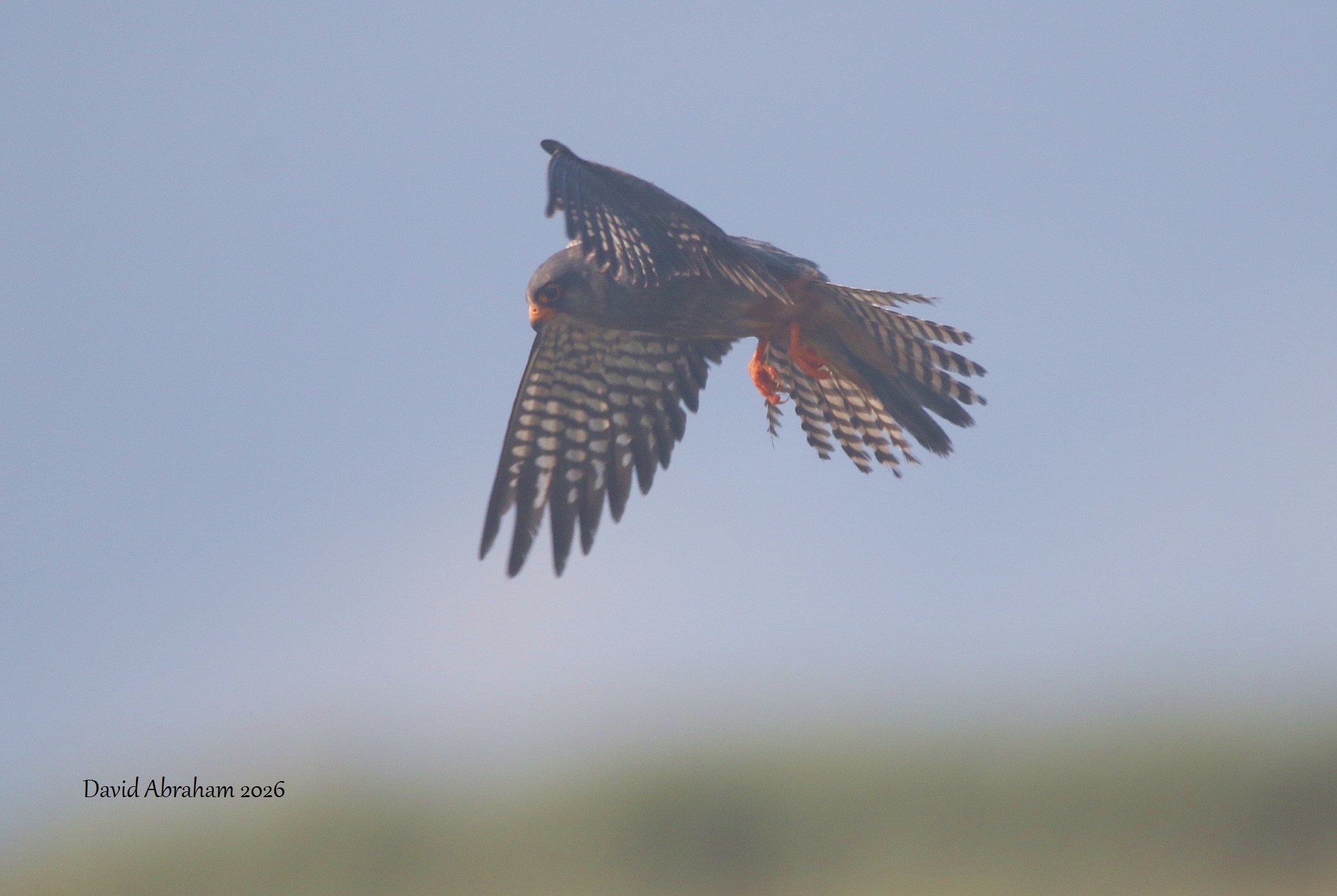Red-footed Falcon 